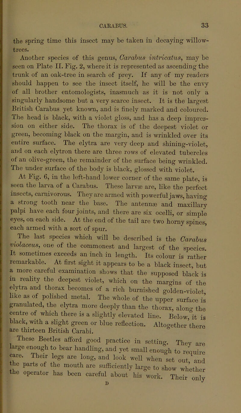 the spring time this insect may be taken in decaying willow- trees. Another species of this genus, Garahus intricatus, may be seen on Plate II. Fig. 2, where it is represented as ascending the trunk of an oak-tree in search of prey. If any of my readers should happen to see the insect itself, he will be the envy of all brother entomologists, inasmuch as it is not only a singularly handsome but a very scarce insect. It is the largest British Carabus yet known, and is finely marked and coloured. Tlie head is black, with a violet gloss, and has a deep impres- sion on either side. The thorax is of the deepest violet or green, becoming black on the margin, and is wrinkled over its entire sm-face. The elytra are very deep and shining-violet, and on each elytron there are three rows of elevated tubercles of an oKve-green, the remainder of the surface being wrinkled. The under surface of the body is black, glossed with violet. At big. 6, in the left-hand lower corner of the same plate, is seen the larva of a Carabus. These larvae are, bke the perfect insects, carnivorous. They are armed with powerful jaws, having a strong tooth near the base. The antennae and maxillary palpi have each four joints, and there are six ocelli, or simple eyes, on each side. At the end of the tail are two homy spines, each armed with a sort of spur. The last species which will be described is the Carabus violaceus, one of the commonest and largest of the species. It sometimes exceeds an inch in length. Its colour is rather remarkable. At first sight it appears to be a black insect, but a more careful examination shows that the supposed black is in reality the deepest violet, which on the margins of the elytra and thorax becomes of a rich burnished golden-violet like as of polished metal. The whole of the upper surface is granulated, the elytra more deeply than the thorax, alono- the centre of which there is a slightly elevated line. Below,'it is black, with a slight green or blue reflection. Altogether’there are thirteen British Carabi. These Beetles afford good practice in setting. Thev are large enough to bear handling, and yet small enough to reouire care. Their legs are long, and look well when set out,’and he parts of the mouth are suffloiently large to show whether the operator has been careful about his work. Their only