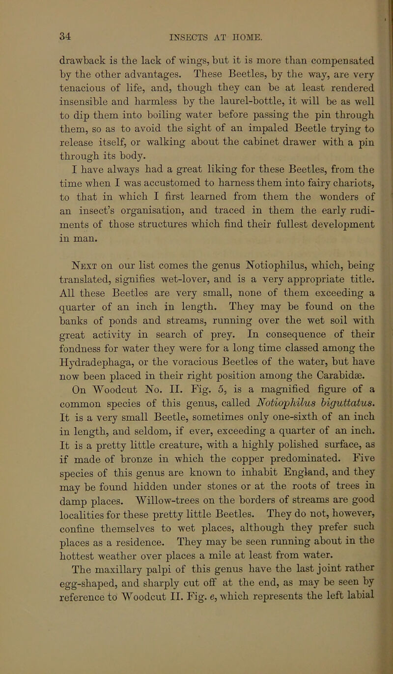 drawback is the lack of wings, but it is more than compensated by the other advantages. These Beetles, by tlie way, are very tenacious of life, and, though they can be at least rendered insensible and liarmless by the laurel-bottle, it will be as well to dip them into boiling water before passing the pin through > them, so as to avoid the sight of an impaled Beetle trying to i release itself, or walking about the cabinet drawer with a pin through its body. I have always had a great liking for these Beetles, from the time when I was accustomed to harness them into fairy chariots, to that in which I first learned from them the wonders of an insect’s organisation, and traced in them the early rudi- ments of those structm-es which find their fullest development in man. Next on our list comes the genus Notiophilus, which, being translated, signifies wet-lover, and is a very appropriate title. All these Beetles are very small, none of them exceeding a quarter of an inch in length. They may be found on the banks of ponds and streams, running over the wet soil with great activity in search of prey. In consequence of their fondness for water they were for a long time classed among the Hydradephaga, or the voracious Beetles of the water, but have now been placed in their right position among the Carabidas. On Woodcut No. II. Fig. 5, is a magnified figure of a common species of this genus, called Notiophilus higuttatus. It is a very small Beetle, sometimes only one-sixth of an inch in length, and seldom, if ever, exceeding a quarter of an inch. It is a pretty little creature, with a highly polished surface, as if made of bronze in which the copper predominated. Five species of this genus are known to inhabit England, and they may be found hidden under stones or at the roots of trees in damp places. Willow-trees on the borders of streams are good localities for these pretty little Beetles. They do not, however, confine themselves to wet places, although they prefer such places as a residence. They may be seen running about in the hottest weather over places a mile at least from water. The maxillary palpi of this genus have the last joint rather egg-shaped, and sharply cut off at the end, as may be seen by reference to Woodcut II. Fig. e, which represents the left labial