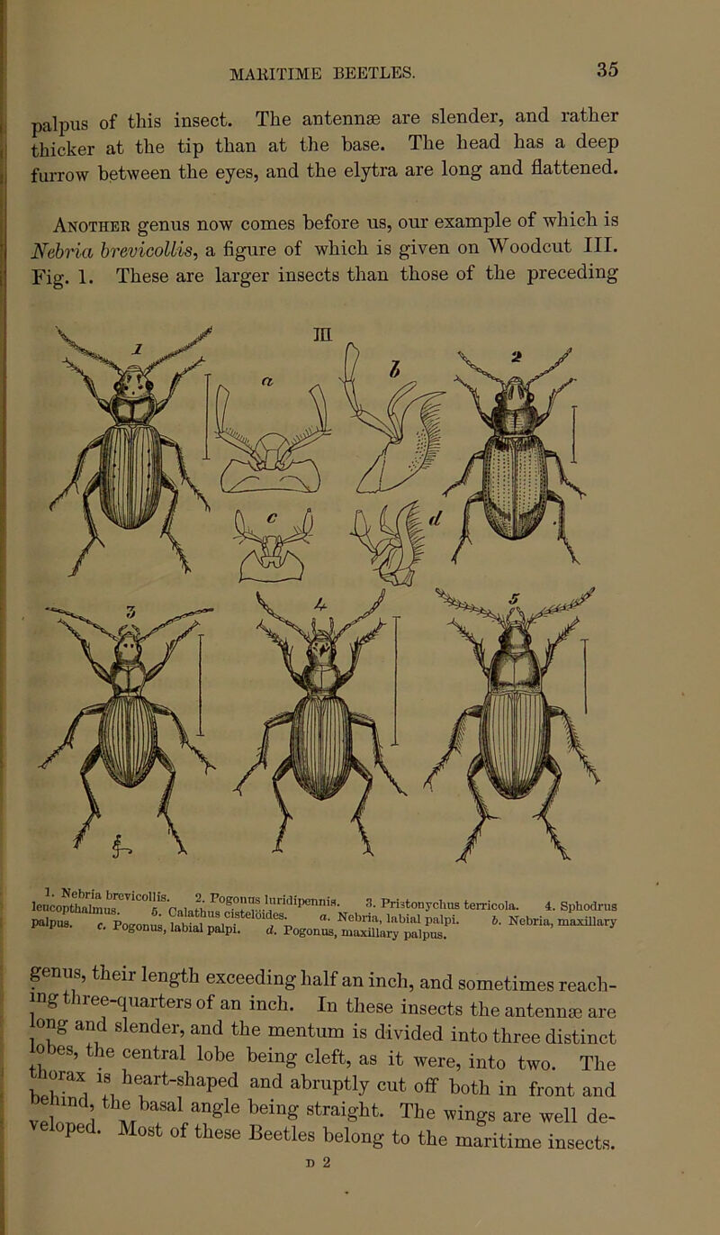 MARITIME BEETLES. i palpus of this insect. The antennae are slender, and rather thicker at the tip than at the base. The head has a deep furrow between the eyes, and the elytra are long and flattened. Another genus now comes before us, our example of which is Nehria brevicoUis, a figure of which is given on Woodcut III. Fig. 1. These are larger insects than those of the preceding *Calathi«^^ terricola. 4. Sphodrus c. irogonus, labial palpi. d. Pogonus, maxillary palpus. puns, their length exceeding half an inch, and sometimes reach- ing three-quarters of an inch. In these insects the antennae are ong and slender, and the mentum is divided into three distinct 0 es, le central lobe being cleft, as it were, into two. The Z abruptly cut off both in front and v!l 1 straight. The wings are well de- eloped. Most of these Beetles belong to the maritime insects.