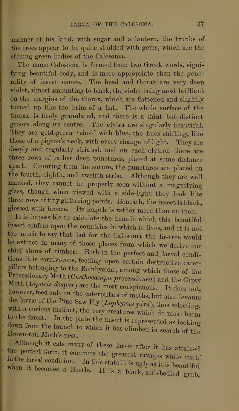 maimer of his kind, with sugar and a lantern, the trunks of tlie trees appear to be quite studded with gems, which are the shining green bodies of the Calosoma. The name Calosoma is formed from two G-reek words, signi- fying beautiful body, and is more appropriate than the gene- rality of insect names. The head and thorax are very deep violet, almost amounting to black, the violet being most brilliant on the margins of the thorax, which are flattened and slightly turned up like the brim of a hat. The whole surface of the thorax is finely granulated, and there is a faint but distinct groove along its centre. The elytra are singularly beautiful. They are gold-green ‘ shot ’ with blue, the hues shifting, like those of a pigeon’s neck, with every change of light. They are deeply and regularly striated, and on each elytron there are three rows of rather deep punctures, placed at some distance apart. Counting from the sutm-e, the punctures are placed on the fourth, eighth, and twelfth striae. Although they are well marked, they cannot be properly seen without a magnifying glass, though when viewed with a side-light they look like three rows of tiny glittering points. Beneath, the insect is black, glossed with bronze. Its length is rather more than an inch. It is impossible to calculate the benefit which this beautiful insect confers upon the countries in which it lives, and it is not too much to say that but for the Calosoma the fir-tree would be extinct in many of those places from which we derive our chief stores of timber. Both in the perfect and larval condi- tions it IS carnivorous, feeding upon certain destructive cater- pillars belonging to the Bombycidas, among which those of the rocessmnary Moth {Gnethocampa processionea) and the Gipsy Moth ^Upans dupar) are the most conspicuous. It does not, howevei, feed only on the caterpillars of moths, but also devoius a of the Pine Saw Flj {Lophyrus pini), thus selecting, vuth a curious instinct, the very creatures which do most harS 11% .I 1 represented as looking down from Wch to which it has climbed in search of thf Brown-tail Moth’s nest. Although it eats many of these larvae after it has attained _ e perfect form, it commits the greatest ravages while itself in the larval condition. In this state it is ugly as itrbrnntH when It becomes a Beetle. It is a