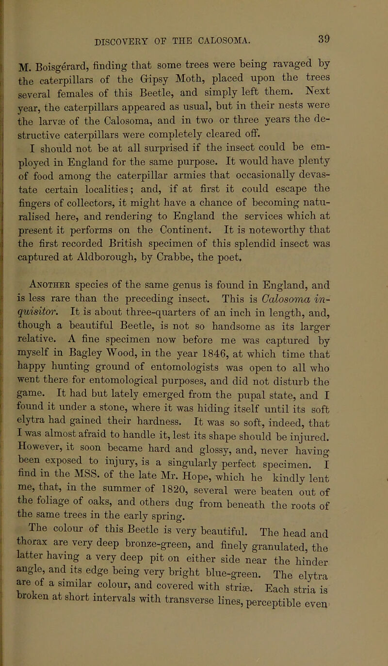 DISCOVERY OE THE CALOSOMA. M. Boisgerard, finding that some trees were being ravaged by the caterpillars of the Gripsy Moth, placed upon the trees several females of this Beetle, and simply left them. Next year, the caterpillars appeared as usual, but in their nests were the larvjB of the Calosoma, and in two or three years the de- structive caterpillars were completely cleared off. I should not be at all sm-prised if the insect could be em- ployed in England for the same purpose. It would have plenty of food among the caterpillar armies that occasionally devas- tate certain localities; and, if at first it could escape the fingers of collectors, it might have a chance of becoming natu- ralised here, and rendering to England the services which at present it performs on the Continent. It is noteworthy that the first recorded British specimen of this splendid insect was captured at Aldborough, by Crabbe, the poet. Another species of the same genus is found in England, and is less rare than the preceding insect. This is Calosoma in- quisitoi'. It is about three-quarters of an inch in length, and, though a beautiful Beetle, is not so handsome as its larger relative. A fine specimen now before me was captured by myself in Bagley Wood, in the year 1846, at which time that happy hunting ground of entomologists was open to all who went there for entomological purposes, and did not disturb the game. It had but lately emerged from the pupal state, and I found it under a stone, where it was hiding itself until its soft elytra had gained their hardness. It was so soft, indeed, that I was almost afraid to handle it, lest its shape should be injured. However, it soon became hard and glossy, and, never having been^ exposed to injury, is a singularly perfect specimen. I find in the MbS. of the late Mr. Hope, which he kindly lent me, that, in the summer of 1820, several were beaten out of the foliage of oaks, and others dug from beneath the roots of the same trees in the early spring. The colour of this Beetle is very beautiful. The head and thorax are very deep bronze-green, and finely granulated, the latter having a very deep pit on either side near the hinder angle, and its edge being very bright blue-green. The elytra are of a similar colour, and covered with striae. Each stria is broken at short intervals with transverse lines, perceptible even