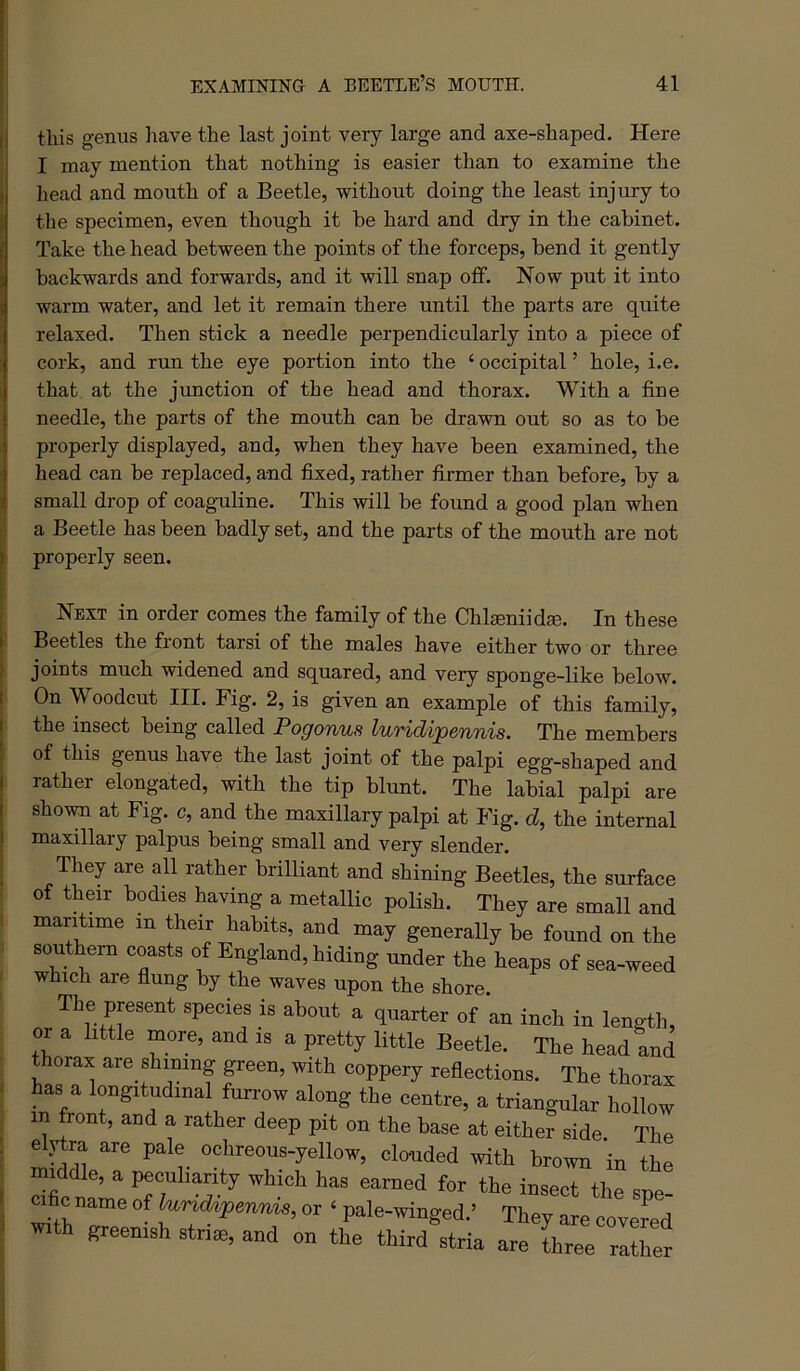 I this genus have the last joint very large and axe-shaped. Here ’ I may mention that nothing is easier than to examine the I head and mouth of a Beetle, without doing the least injury to tlie specimen, even though it be hard and dry in the cabinet. Take the head between the points of the forceps, bend it gently backwards and forwards, and it will snap off. How put it into warm water, and let it remain there until the parts are quite relaxed. Then stick a needle perpendicularly into a piece of cork, and run the eye portion into the ‘ occipital ’ hole, i.e. that at the junction of the head and thorax. With a fine needle, the parts of the mouth can be drawn out so as to be properly displayed, and, when they have been examined, the head can be replaced, and fixed, rather firmer than before, by a small drop of coaguline. This will be found a good plan when a Beetle has been badly set, and the parts of the mouth are not ' properly seen. Next in order comes the family of the ChlseniidEe. In these Beetles the front tarsi of the males have either two or three joints much widened and squared, and very sponge-like below. On Woodcut III. Fig. 2, is given an example of this family, the insect being called Pogonus luridi'pennis. The members of this genus have the last joint of the palpi egg-shaped and rather elongated, with the tip blunt. The labial palpi are shown at Fig. c, and the maxillary palpi at Fig. d, the internal maxillary palpus being small and very slender. They are all rather brilliant and shining Beetles, the surface of their bodies having a metallic polish. They are small and maritime in their habits, and may generally be found on the southern coasts of England, hiding under the heaps of sea-weed which are flung by the waves upon the shore. The present species is about a quarter of an inch in length, or a little more, and is a pretty little Beetle. The head and thorax are_ shining green, with coppery reflections. The thorax has a longitudinal furrow along the centre, a triangular hollow in front, and a rather deep pit on the base at either side The elytra are pale ochreous-yellow, clouded with brown in the middle, a peculiarity which has earned for the insect the spe- cific name of lund%jpennis, or ‘ pale-winged.’ They are covered with greenish stri®, and on the third stria are Ihree rather