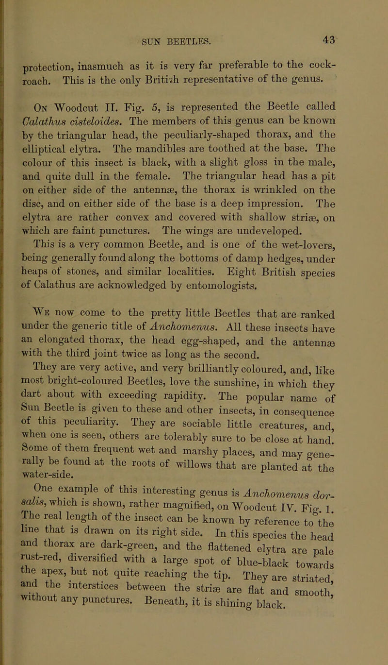 protection, inasmuch as it is very far preferable to the cock- roach. This is the only Britivh representative of the genus. On Woodcut II. Fig. 5, is represented the Beetle called Calathus dsteloides. The members of this genus can be known by the triangular head, the peculiarly-shaped thorax, and the elliptical elytra. The mandibles are toothed at the base. Tlie colour of this insect is black, with a slight gloss in the male, and qiiite dull in the female. The triangular head has a pit on either side of the antennse, the thorax is wrinkled on the disc, and on either side of the base is a deep impression. The elytra are rather convex and covered with shallow striae, on which are faint punctures. The wings are undeveloped. This is a very common Beetle, and is one of the wet-lovers, being generally found along the bottoms of damp hedges, under heaps of stones, and similar localities. Eight British species of Calathus are acknowledged by entomologists. We now come to the pretty Httle Beetles that are ranked under the generic title of Anchomenus. All these insects have an elongated thorax, the head egg-shaped, and the antennae with the third joint twice as long as the second. They are very active, and very brilliantly coloured, and, like most bright-coloured Beetles, love the sunshine, in which they dart about with exceeding rapidity. The popular name of Sun Beetle is given to these and other insects, in consequence of this peculiarity. They are sociable little creatm-es, and, when one is seen, others are tolerably sure to be close at hand! Some of them frequent wet and marshy places, and may gene- rally be found at the roots of willows that are planted at the water-side. One example of this interesting genus is Anchomenus dor- saUs, which is shown, rather magnified, on Woodcut IV Fig 1 The real length of the insect can be known by reference to the line that is drawn on its right side. In this species the head and thorax are dark-green, and the flattened elytra are pale rust-red, diversified with a large spot of blue-black towards the apex, but not quite reaching the tip. They are striated, and the interstices between the striae are flat and smooth, without any punctures. Beneath, it is shining black