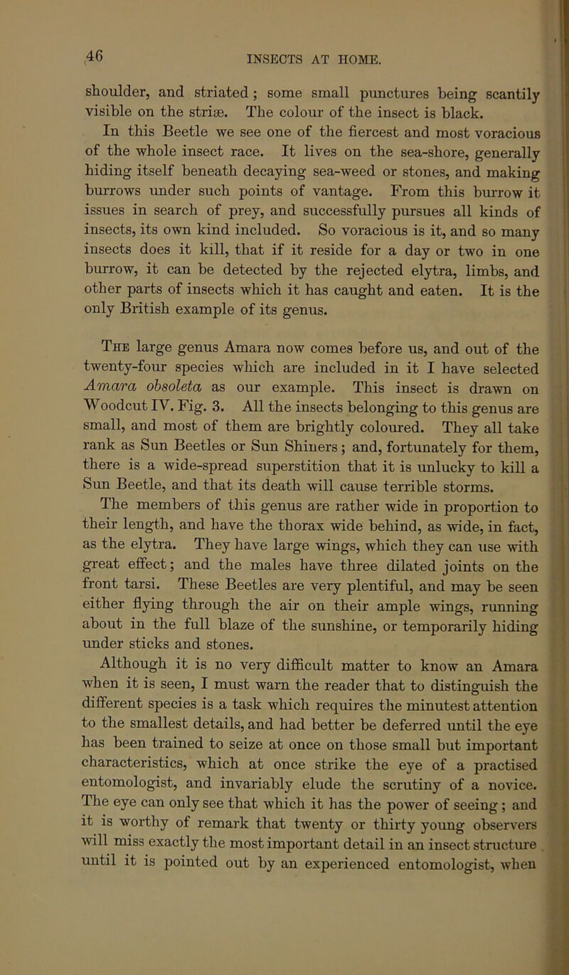 shoulder, and striated; some small punctures being scantily visible on the striae. The colour of the insect is black. In this Beetle we see one of the fiercest and most voracious of the whole insect race. It lives on the sea-shore, generally hiding itself beneath decaying sea-weed or stones, and making burrows under such points of vantage. From this burrow it issues in search of prey, and successfully pursues all kinds of insects, its own kind included. So voracious is it, and so many insects does it kill, that if it reside for a day or two in one J burrow, it can be detected by the rejected elytra, limbs, and other parts of insects which it has caught and eaten. It is the i only British example of its genus. The large genus Amara now comes before us, and out of the twenty-four species which are included in it I have selected Amara ohsoleta as our example. This insect is drawn on Woodcut IV. Fig. 3. All the insects belonging to this genus are small, and most of them are brightly coloured. They all take rank as Sun Beetles or Sun Shiners; and, fortunately for them, j there is a wide-spread superstition that it is unlucky to kill a ! Sun Beetle, and that its death \vill cause terrible storms. The members of this genus are rather wide in proportion to their length, and have the thorax wide behind, as wide, in fact, ! as the elytra. They have large wings, which they can use with great effect; and the males have three dilated joints on the front tarsi. These Beetles are very plentiful, and may be seen either flying through the air on their ample wings, rimning ' about in the full blaze of the sunshine, or temporarily hiding under sticks and stones. ; Although it is no very difficult matter to know an Amara when it is seen, I must warn the reader that to distinguish the different species is a task which requires the minutest attention to the smallest details, and had better be deferred until the eye 1 has been trained to seize at once on those small but important 1 characteristics, which at once strike the eye of a practised entomologist, and invariably elude the scrutiny of a novice. The eye can only see that which it has the power of seeing; and it is worthy of remark that twenty or thirty young observers will miss exactly the most important detail in an insect structure , until it is pointed out by an experienced entomologist, when