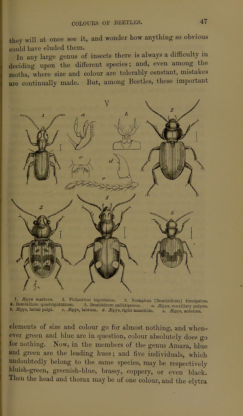 COLOURS OR BEETLES. they will at once see it, and wonder how anything so obvious could have eluded them. In any large genus of insects there is always a difficulty in deciding upon the different species; and, even among the moths, where size and colour are tolerably constant, mistakes are continually made. But, among Beetles, these impoitant 1. ^pya marimis. 2. PhiloothuR bigiittatiis. 3. Notaphus [Bembidium] fmnigatus. 4. Bembidium quadrigutttttum. 6. Bembidium pallidipenue. a. iEpys, maxillary palpus. 6. iEpys, labial palpi. c. .ffipya, labrum. d. .aSpys, right mandible. e. .$pys, antenna. elements of size and colour go for almost nothing, and when- ever green and blue are in question, colour absolutely does go for nothing. Now, in the members of the genus Amara, blue and green are the leading hues; and five individuals, which undoubtedly belong to the same species, may be respectively bluish-green, greenish-blue, brassy, coppery, or even black. Then the head and thorax may be of one colour, and the elytra