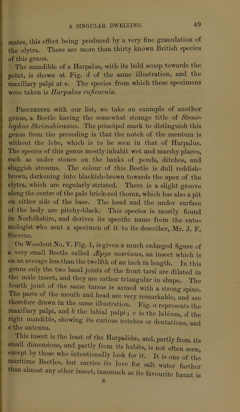 A SINGULAE DWELLING. mates, this effect being produced by a very fine granulation of > the elytra. There are more than thirty known British species of this genus. The mandible of a Harpalus, with its bold scoop towards the point, is shown at Fig. d of the same illustration, and the maxillary palpi at e. The species from which these specimens were taken is Ha')'palus ruficornis. PnocBEDiNG with our list, we take an example of another genus, a Beetle having the somewhat strange title of Steno- lophus Shrimshiranus. The principal mark to distinguish this genus from the preceding is that the notch of the mentum is without the lobe, which is to be seen in that of Harpalus. The species of this genus mostly inhabit wet and marshy places, i such as under stones on the banks of ponds, ditches, and I sluggish streams. The colour of this Beetle is dull reddish- ^ brown, darkening into blackish-brown towards the apex of the elytra, which are regularly striated. There is a slight groove along the centre of the pale brick-red thorax, which lias also a pit I on either side of the base. The head and the under surface i of the body are pitchy-black. This species is mostly found in Norfolkshire, and derives its specific name from the ento- mologist who sent a specimen of it to its describer, Mr. J. F. Stevens. On Woodcut No. V. Fig. 1, is given a much enlarged figure of a very small Beetle called jEpys mannus, an insect which is on an average less than the twelfth of an inch in length. In this genus only the two basal joints of the front tarsi are dilated in ! the male insect, and they are rather triangular in shape. The I fourth joint of the same tarsus is armed with a strong spine. The parts of the mouth and head are very remarkable, and are ; therefore drawn in the same illustration. Fig. a represents the ( maxillary palpi, and h the labial palpi; c is the labium, d the right mandible, showing its curious notches or dentations, and e the antenna. This insect is the least of the Harpalidae, and, partly from its small dimensions, and partly from its habits, is not often seen except by those who intentionally look for it. It is one of the maritime Beetles, but carries its love for salt water farther than almost any other insect, inasmuch as its favourite haunt is E