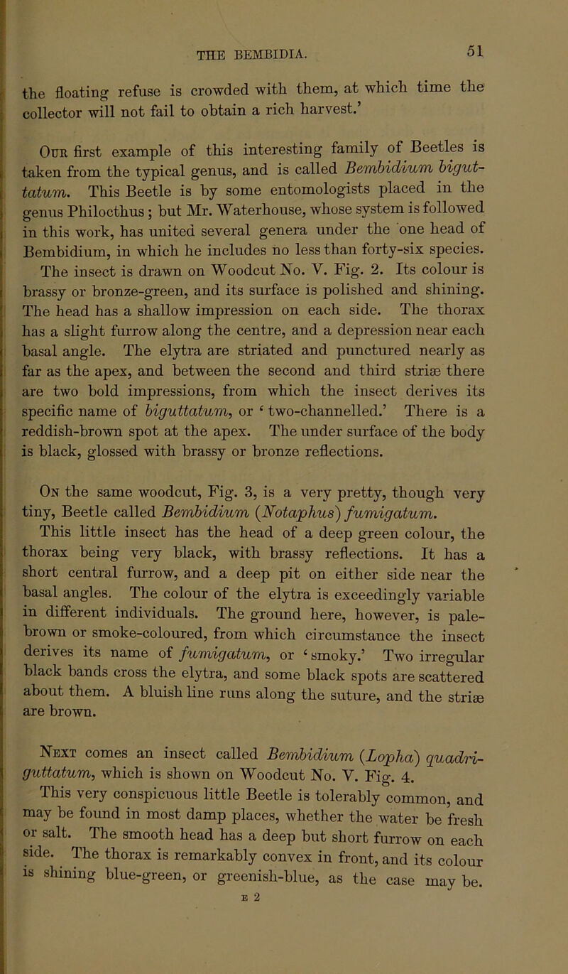 THE BEMBIDIA. the floating refuse is crowded with them, at which time the collector will not fail to obtain a rich harvest.’ Our first example of this interesting family of Beetles is taken from the typical genus, and is called Bemhidiu'n higut- tatum. This Beetle is by some entomologists placed in the genus Philocthus; but Mr. Waterhouse, whose system is followed in this work, has united several genera under the one head of Bembidium, in which he includes no less than forty-six species. The insect is drawn on Woodcut No. V. Fig. 2. Its colour is brassy or bronze-green, and its surface is polished and shining. The head has a shallow impression on each side. The thorax has a slight furrow along the centre, and a depression near each basal angle. The elytra are striated and punctured nearly as far as the apex, and between the second and third striae there are two bold impressions, from which the insect derives its specific name of biguttatum, or ‘ two-channelled.’ There is a reddish-brown spot at the apex. The under surface of the body is black, glossed with brassy or bronze reflections. On the same woodcut. Fig. 3, is a very pretty, though very tiny. Beetle called Bembidium {Nota'phus) fumigatum. This little insect has the head of a deep green colour, the thorax being very black, with brassy reflections. It has a short central furrow, and a deep pit on either side near the basal angles. The colour of the elytra is exceedingly variable in different individuals. The ground here, however, is pale- brown or smoke-coloured, from which circumstance the insect derives its name of fumigatum^ or ‘ smoky.’ Two irregular black bands cross the elytra, and some black spots are scattered about them. A bluish Hne runs along the suture, and the strise are brown. Next comes an insect called Bembidium (Lopha) quadri- guttatum, which is shown on Woodcut No. V. Fig. 4. This very conspicuous little Beetle is tolerably common, and may be found in most damp places, whether the water be fresh or salt. The smooth head has a deep but short furrow on each side. The thorax is remarkably convex in front, and its colour is shining blue-green, or greenish-blue, as the case may be. E 2