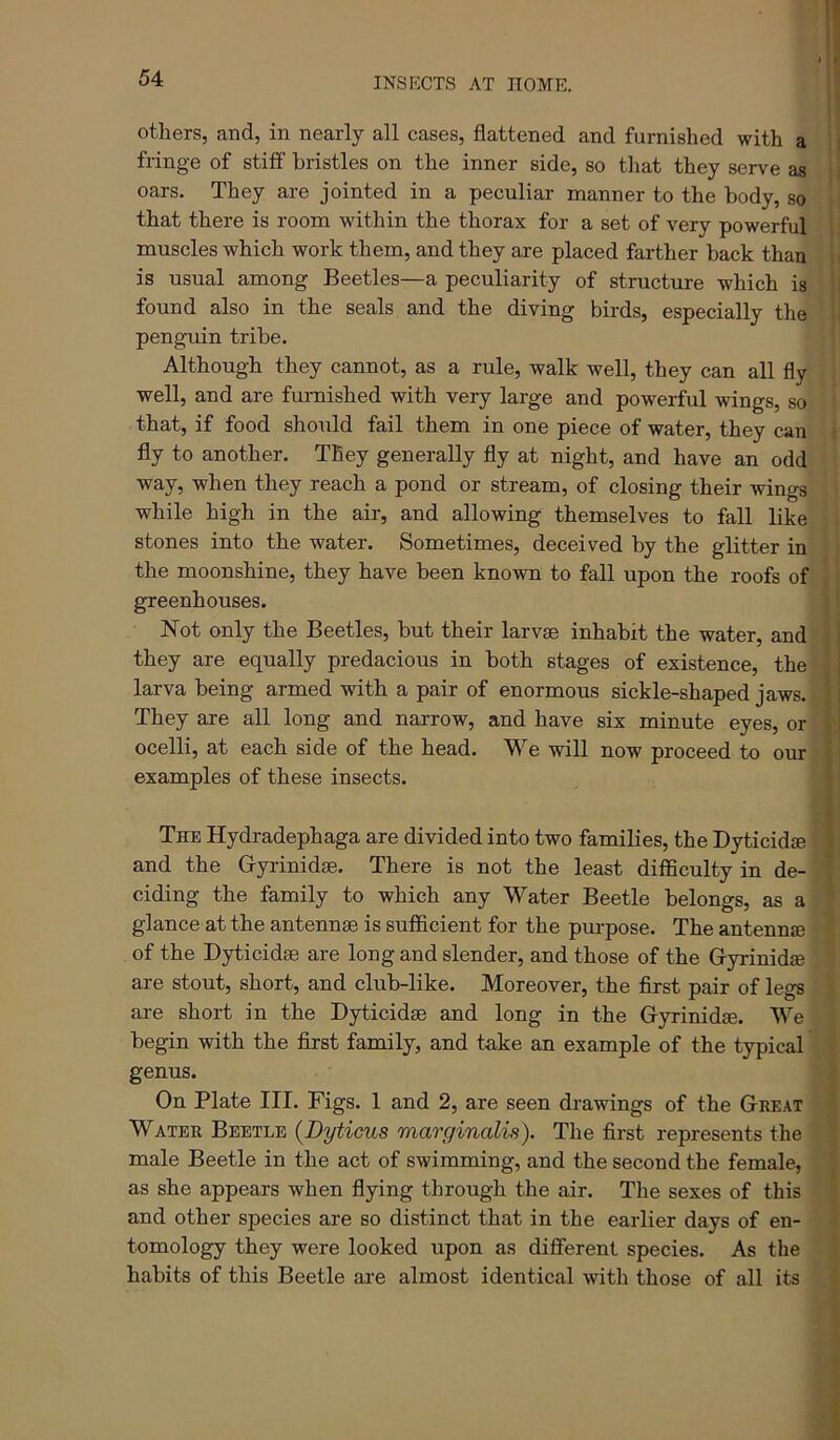 others, and, in nearly all cases, flattened and furnished with a fringe of stiff bristles on the inner side, so that they serve as oars. They are jointed in a peculiar manner to the body, so that there is room within the thorax for a set of very powerful muscles which work them, and they are placed farther back than is usual among Beetles—a peculiarity of structure which is found also in the seals and the diving birds, especially the penguin tribe. Although they cannot, as a rule, walk well, they can all fly well, and are fm-nished with very large and powerful wings, so that, if food should fail them in one piece of water, they can fly to another. They generally fly at night, and have an odd way, when they reach a pond or stream, of closing their wings while high in the air, and allowing themselves to fall like stones into the water. Sometimes, deceived by the glitter in the moonshine, they have been known to fall upon the roofs of greenhouses. Not only the Beetles, but their larvae inhabit the water, and they are equally predacious in both stages of existence, the larva being armed with a pair of enormous sickle-shaped jaws. They are all long and narrow, and have six minute eyes, or ocelli, at each side of the head. We will now proceed to our examples of these insects. The Hydradephaga are divided into two families, the Dyticid® ' and the Gyrinidse. There is not the least difficulty in de- ' ciding the family to which any Water Beetle belongs, as a glance at the antennae is sufficient for the purpose. The antennae of the Dyticidae are long and slender, and those of the Gyrinidse are stout, short, and club-like. Moreover, the first pair of legs are short in the Dyticidse and long in the Gyrinidse. We begin with the fiirst family, and take an example of the typical genus. On Plate III. Figs. 1 and 2, are seen drawings of the Great Water Beetle {Dyticus marginalis). The first represents the male Beetle in the act of swimming, and the second the female, as she appears when flying through the air. The sexes of this and other species are so distinct that in the earlier days of en- tomology they were looked upon as different species. As the habits of this Beetle are almost identical with those of all its I