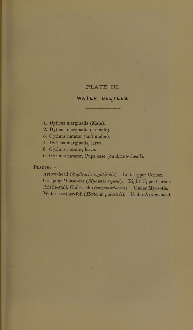 WATER BEETLES. 4/ 1. Dyticus marginalis (Male). 2. Dyticus marginalis (Female). 8. Gyrinus natator (and under). 4. Dyticus marginalis, lai'va. 6. Gyrinus natator, larva. 6. Gyrinus natator, Pupa case (on Arrow-head). Plants;— Arrow-head {Sagittaria sagittifolia). Left Upper Comer. Creeping Mouse-ear {Myosotis repens). Eight Upper Corner. Bristle-stalk Club-rush {Scirpus setaceus). Under Myosotis. Water Feather-foil {Hottonia palmtris). Under Arrow-head.