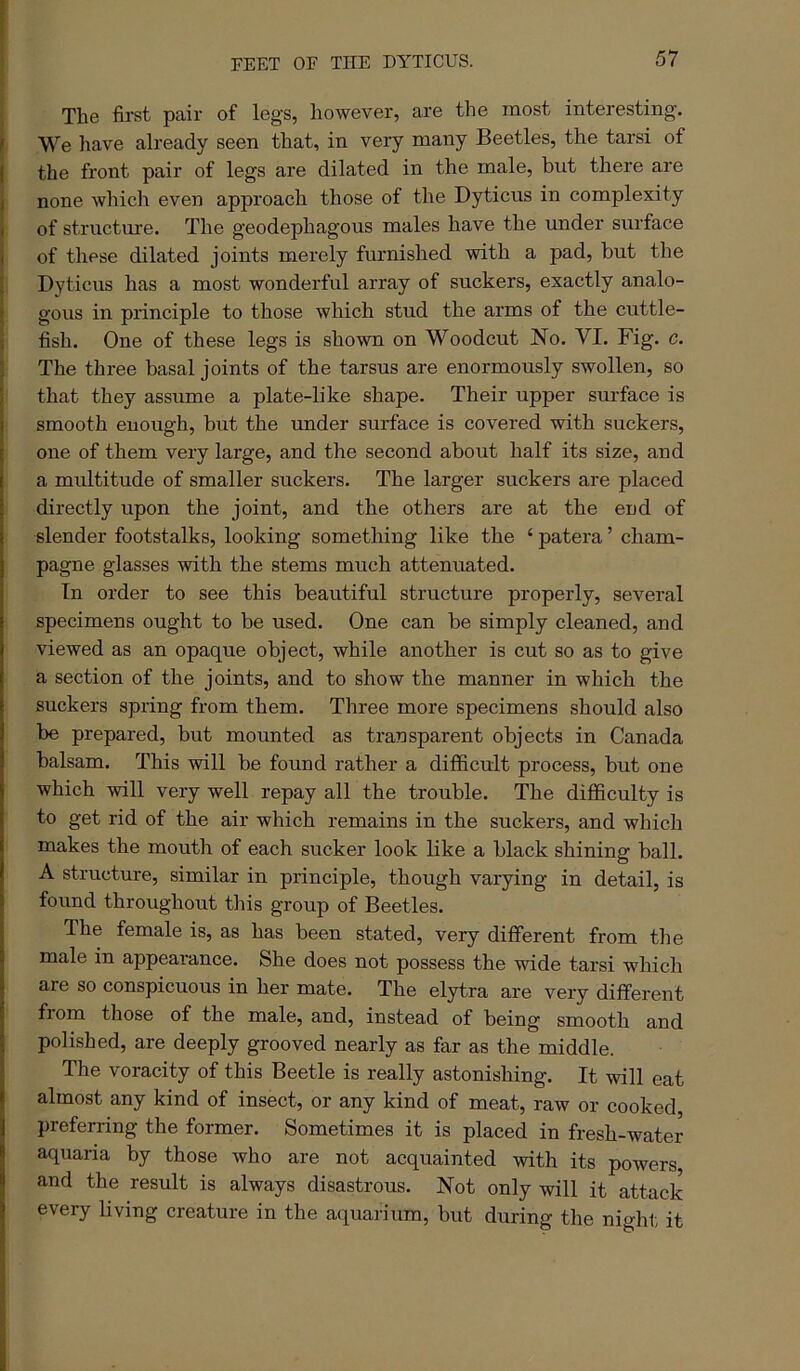 FEET OF THE DYTICUS. The first pair of legs, however, are the most interesting'. f We have already seen that, in very many Beetles, the tarsi of I the front pair of legs are dilated in the male, but there are 1 none which even approach those of the Dyticus in complexity i of structure. The geodephagous males have the under surface i of these dilated joints merely furnished with a pad, but the I Dyticus has a most wonderful array of suckers, exactly analo- gous in principle to those which stud the arms of the cuttle- fish. One of these legs is shown on Woodcut No. VI. Fig. c. The three basal joints of the tarsus are enormously swollen, so that they assume a plate-like shape. Their upper svu'face is smooth enough, but the under surface is covered with suckers, one of them very large, and the second about half its size, and a multitude of smaller suckers. The larger suckers are placed directly upon the joint, and the others are at the end of slender footstalks, looking something like the ‘ patera ’ cham- pagne glasses with the stems much attenuated. In order to see this beautiful structure properly, several specimens ought to be used. One can be simply cleaned, and viewed as an opaque object, while another is cut so as to give a section of the joints, and to show the manner in which the suckers spring from them. Three more specimens should also be prepared, but mounted as transparent objects in Canada balsam. This will be found rather a difficult process, but one which will very well repay all the trouble. The difficulty is to get rid of the air which remains in the suckers, and which makes the mouth of each sucker look like a black shining ball. A structure, similar in principle, though varying in detail, is found throughout this group of Beetles. The female is, as has been stated, very different from the male in appearance. She does not possess the wide tarsi which are so conspicuous in her mate. The elytra are very different from those of the male, and, instead of being smooth and polished, are deeply grooved nearly as far as the middle. The voracity of this Beetle is really astonishing. It will eat almost any kind of insect, or any kind of meat, raw or cooked preferring the former. Sometimes it is placed in fresh-water aquaria by those who are not acquainted -with its powers, and the result is always disastrous. Not only will it attack every living creature in the aquarium, but during the night it