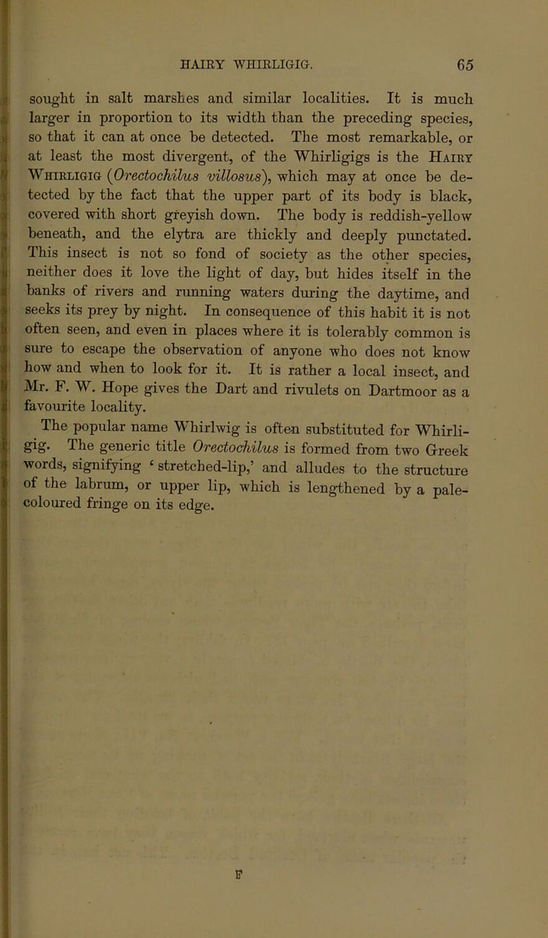 sought in salt marshes and similar localities. It is much larger in proportion to its width than the preceding species, so that it can at once be detected. The most remarkable, or at least the most divergent, of the Whirligigs is the Haikt Whirligig {Orectochilus villosus), which may at once be de- tected by the fact that the upper part of its body is black, covered with short greyish down. The body is reddish-yellow beneath, and the elytra are thickly and deeply punctated. This insect is not so fond of society as the other species, : neither does it love the light of day, but hides itself in the ' banks of rivers and running waters during the daytime, and i seeks its prey by night. In consequence of this habit it is not ' often seen, and even in places where it is tolerably common is sure to escape the observation of anyone who does not know I how and when to look for it. It is rather a local insect, and Mr. F. W. Hope gives the Dart and rivulets on Dartmoor as a I favourite locality. The popular name Whirhvig is often substituted for Whirli- I gig. The generic title Orectochilus is formed from two Grreek j words, signifying ‘ stretched-lip,’ and alludes to the structure ; of the labrum, or upper lip, which is lengthened by a pale- * coloured fringe on its edge. F