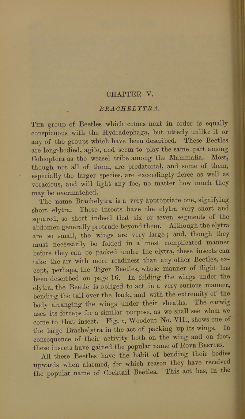 CHAPTER V. BBACHELYTRA. The group of Beetles whicli comes next in order is equally conspicuous with the Hydradephaga, hut utterly unlike it or any of the groups which have been described. These Beetles are long-bodied, agile, and seem to play the same part among Coleoptera as the weasel tribe among the Mammalia, Most, though not all of them, are predatorial, and some of them, especially the larger species, are exceedingly fierce as well as voracious, and will fight any foe, no matter how much they may be overmatched. The name Brachelytra is a very appropriate one, signifying short elytra. These insects have the elytra very short and squared, so short indeed that six or seven segments of the abdomen generally protrude beyond them. Although the elytra are so small, the wings are very large; and, though they must necessarily be folded in a most comphcated manner before they can be packed under the elytra, these insects can take the air with more readiness than any other Beetles, ex- cept, perhaps, the Tiger Beetles, whose manner of flight has been described on page 16. In folding the wings under the elytra, the Beetle is obliged to act in a very curious manner, bending the tail over the back, and with the extremity of the body arranging the wings under their sheaths. The earwig uses its forceps for a similar purpose, as we shall see when we come to that insect. Fig. c. Woodcut No. VII., shows one of the large Brachelytra in the act of packing up its wings. In consequence of their activity both on the wing and on foot, these insects have gained the popular name of Rove Beetles. All these Beetles have the habit of bending their bodies upwards when alarmed, for which reason they have received the popular name of Cocktail Beetles. This act has, in the