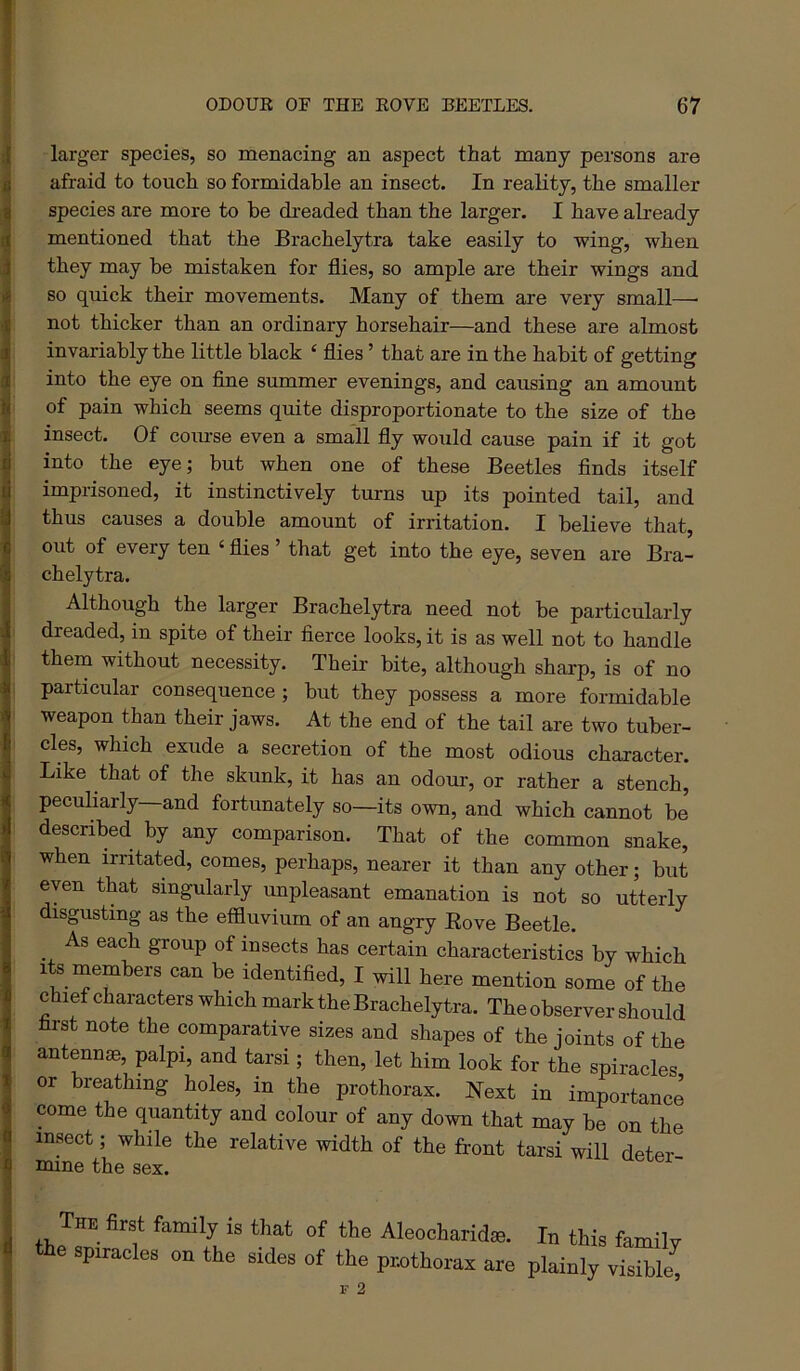larger species, so menacing an aspect that many persons are afraid to touch so formidable an insect. In reality, the smaller species are more to he di-eaded than the larger. I have already mentioned that the Brachelytra take easily to wing, when they may be mistaken for flies, so ample are their wings and so quick their movements. Many of them are very small— not thicker than an ordinary horsehair—and these are almost invariably the little black ‘ flies ’ that are in the habit of getting into the eye on fine summer evenings, and causing an amount of pain which seems quite disproportionate to the size of the insect. Of comse even a small fly woiild cause pain if it got into the eye; but when one of these Beetles finds itself imprisoned, it instinctively turns up its pointed tail, and thus causes a double amount of irritation. I believe that, ont of every ten ‘ flies ’ that get into the eye, seven are Bra- chelytra. Although the larger Brachelytra need not be particularly dreaded, in spite of their fierce looks, it is as well not to handle them without necessity. Their bite, although sharp, is of no particular consequence; but they possess a more formidable weapon than their jaws. At the end of the tail are two tuber- cles, which exude a secretion of the most odious character. Like that of the skunk, it has an odour, or rather a stench, peculiarly—and fortunately so—its own, and which cannot be described by any comparison. That of the common snake, when irritated, comes, perhaps, nearer it than any other; but even that singularly unpleasant emanation is not so utterly disgusting as the effluvium of an angry Eove Beetle. ^ As each group of insects has certain characteristics by which Its members can be identified, I will here mention some of the chief characters which mark the Brachelytra. The observer should farst note the comparative sizes and shapes of the joints of the antennjB, palpi, and tarsi; then, let him look for the spiracles or breathing holes, in the prothorax. Next in importance come the quantity and colour of any down that may be on the insect; while the relative width of the front tarsi will deter- mine the sex. The flrst family is that of the Aleocharidm. In this family the spiracles on the sides of the pmthorax are plainly visibli^ F 2