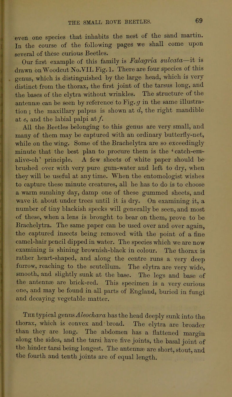 THE SMALL KOVE BEETLES. even one species that inhabits the nest of the sand martin. In the course of the following pages we shall come upon several of these curious Beetles. Our first example of this family is Faldgvictj sulcata it is drawn on Woodcut No. VII. Fig. 1. There are four species of this genus, which is distinguished by the large head, which is very distinct from the thorax, the first joint of the tarsus long, and the bases of the elytra without wrinkles. The structure of the antenn® can be seen by reference to Fig. g in the same illustra- tion ; the maxillary palpus is shown at d, the right mandible at e, and the labial palpi at /. All the Beetles belonging to this genus are very small, and many of them may be captured with an ordinary butterfly-net, while on the wing. Some of the Brachelytra are so exceedingly minute that the best plan to procui-e them is the ‘ catch-em- alive-oh’ principle. A few sheets of white paper should be brushed over with very pure gum-water and left to dry, when they will be useful at any time. When the entomologist wishes to capture these minute creatures, all he has to do is to choose a warm sunshiny day, damp one of these gummed sheets, and wave it about under trees imtil it is dry. On examining it, a number of tiny blackish specks will generally be seen, and most of these, when a lens is brought to bear on them, prove to be Brachelytra. The same paper can be used over and over again, the captured insects being removed with the point of a fine camel-hair pencil dipped in water. The species which we are now examining is shining brownish-black in colour. The thorax is rather heart-shaped, and along the centre runs a very deep furrow, reaching to the scutellum. The elytra are very wide, smooth, and slightly sunk at the base. The legs and base of the antenn® are brick-red. This specimen is a very curious one, and may be found in all parts of England, buried in fungi and decaying vegetable matter. The typical gennsAleochara has the head deeply sunk into the thorax, which is convex and broad. The elytra are broader than they are long. The abdomen has a flattened margin along the sides, and the tarsi have five joints, the basal joint of the hinder tarsi being longest. The antenn® are short, stout, and the fovu’th and tenth joints are of equal length.