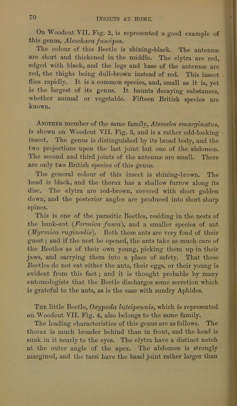 On Woodcut VII. Fig. 2, is represented a good example of this genus, Aleochara fuscijpes. The colour of this Beetle is shining-black. The antennae are short and thickened in the middle. The elytra are red, edged with black, and the legs and base of the antennae are ! red, the thighs being dull-brown instead of red. This insect flies rapidly. It is a common species, and, small as it is, yet is the largest of its genus. It haunts decaying substances, whether animal or vegetable. Fifteen British species are known. Another member of the same family, Atemeles emarginatus, is shown on Woodcut VII. Fig. 3, and is a rather odd-looking insect. The genus is distinguished by its broad body, and the two projections upon the last joint but one of the abdomen. The second and third joints of the antennae are small. There are only two British species of this genus. The general colom of this insect is shining-brown. The head is black, and the thorax has a shallow furrow along its disc. The elytra are red-brown, covered with short golden down, and the posterior angles are produced into short sharp spines. This is one of the parasitic Beetles, residing in the nests of the bank-ant {Formica fusca'), and a smaller species of ant {Myrmica ruginodis). Both these ants are very fond of their guest; and if the nest be opened, the ants take as much care of the Beetles as of their own young, picking them up in their I jaws, and carrying them into a place of safety. That these | ! Beetles do not eat either the ants, their eggs, or their young is i evident from this fact; and it is thought probable by many t entomologists that the Beetle discharges some secretion which ■ ' is grateful to the ants, as is the case with sundry Aphides. ^ ^ The little Beetle, Oxypoda luteipennis, which is represented i ) on Woodcut VII. Fig. 4, also belongs to the same family. The leading characteristics of this genus are as follows. The thorax is much broader behind than in front, and the head is • sunk in it nearly to the eyes. The elytra have a distinct notch at the outer angle of the apex. The abdomen is strongly margined, and the tarsi have the basal joint rather larger than