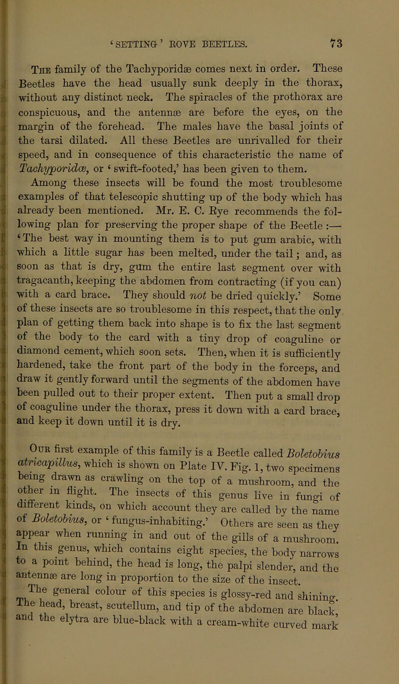 I The family of the Tachyporidae comes next in order. These (Beetles have the head usually sunk deeply in the thorax, ■without any distinct neck. The spiracles of the prothorax are conspicuous, and the antennae are before the eyes, on the margin of the forehead. The males have the basal joints of the tarsi dilated. All these Beetles are unrivalled for their speed, and in consequence of this characteristic the name of Tachyporidce, or ‘ swift-footed,’ has been given to them. Among these insects ■will be found the most troublesome examples of that telescopic shutting up of the body which has ah-eady been mentioned. Mr. E. C. Eye recommends the fol- lowing plan for preserving the proper shape of the Beetle :— ‘ The best way in mounting them is to put gum arabic, with which a little sugar has been melted, under the tail; and, as soon as that is dry, gum the entire last segment over -with tragacanth, keeping the abdomen from contracting (if you can) ■with a card brace. They should not be dried quickly.’ Some of these insects are so troublesome in this respect, that the only plan of getting them back into shape is to fix the last segment of the body to the card ■with a tiny drop of coaguline or diamond cement, which soon sets. Then, when it is sufficiently hardened, take the front part of the body in the forceps, and draw it gently forward until the segments of the abdomen have been pulled out to their proper extent. Then put a small drop of coaguline under the thorax, press it down ■with a card brace, and keep it down until it is dry. OuK first example of this family is a Beetle called Boletobius atncapillus, which is shown on Plate IV. Fig. 1, two specimens being drawn as crawling on the top of a mushroom, and the other in flight. The insects of this genus live in fungi of different kinds, on which account they are called by the name of Boletobius, or ‘ fungus-inhabiting.’ Others are seen as they appear when running in and out of the gills of a mushroom. In this genus, which contains eight species, the body narrows to a point behind, the head is long, the palpi slender, and the antennae are long in proportion to the size of the insect. general colour of this species is glossy-red and shining, me head, breast, scutellum, and tip of the abdomen are black and the elytra are blue-black with a cream-white curved mark