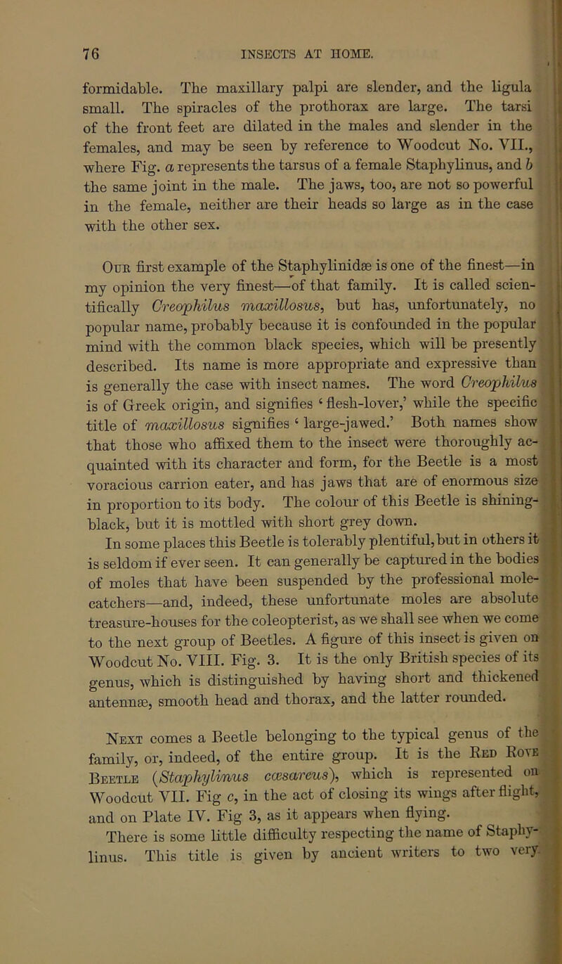 formidable. The maxillary palpi are slender, and the ligula ! small. The spiracles of the protborax are large. The tarsi [ of the front feet are dilated in the males and slender in the j females, and may be seen by reference to Woodcut No. VII., where Fig. a represents the tarsus of a female Staphylinus, and h | the same joint in the male. The jaws, too, are not so powerful j in the female, neither are their heads so large as in the case !j ( with the other sex. OuE first example of the Staphylinidse is one of the finest—in ;| my opinion the very finest—of that family. It is called scien- i tifically Greophilus maxillosus, but has, unfortunately, no popular name, probably because it is confoimded in the popular mind with the common black species, which will be presently ; described. Its name is more appropriate and expressive than ; is generally the case with insect names. The word Greojphilua is of Greek origin, and signifies ‘ flesh-lover,’ while the specific title of maxillosus signifies ‘ large-jawed.’ Both names show that those who affixed them to the insect were thoroughly ac- quainted with its character and form, for the Beetle is a most voracious carrion eater, and has jaws that are of enormous size in proportion to its body. The colour of this Beetle is shining- ^ black, but it is mottled with short grey down. j In some places this Beetle is tolerably plentiful, but in others it is seldom if ever seen. It can generally be captured in the bodies of moles that have been suspended by the professional mole- ' catchers—and, indeed, these unfortunate moles are absolute treasure-houses for the coleopterist, as we shall see when we come to the next group of Beetles. A figure of this insect is given on Woodcut No. VIII. Fig. 3. It is the only British species of its genus, which is distinguished by having short and thickened antennaB, smooth head and thorax, and the latter rounded. Next comes a Beetle belonging to the typical genus of the family, or, indeed, of the entire group. It is the Bed Kovb • Beetle {Staphylinus ccesareus), which is represented on ^ Woodcut VII. Fig c, in the act of closing its wings after flight, ; and on Plate IV. Fig 3, as it appears when flying. | There is some Httle difficulty respecting the name of Staphy- | linus. This title is given by ancient writers to two very, j