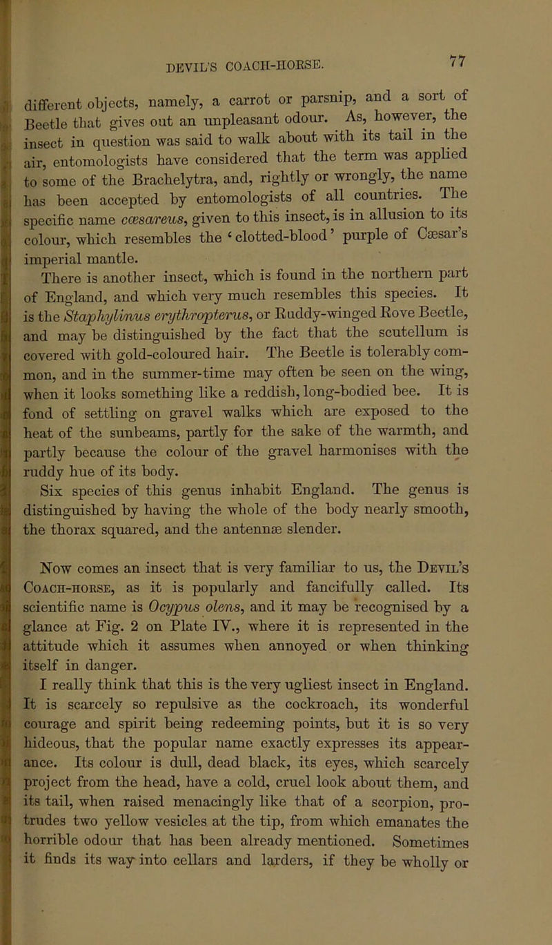 DEVIL'S COACI-l-nOESE. ,1 different objects, namely, a carrot or parsnip, and a sort of >9' Beetle that gives out an unpleasant odour. As, however, the s,i insect in question was said to walk about with its tail in the air, entomologists have considered that the term was applied , to some of the Brachelytra, and, rightly or wrongly, the name ( has been accepted by entomologists of all countries. The i specific name ccesareus, given to this insect, is in allusion to its || colom’, which resembles the ‘ clotted-blood ’ purple of Caesar s imperial mantle. There is another insect, which is found in the northern part of England, and which very much resembles this species. It is the Staphylinus erythropterus, or Euddy-winged Eove Beetle, and may be distinguished by the fact that the scutellum is covered with gold-coloured hair. The Beetle is tolerably com- mon, and in the summer-time may often be seen on the wing, when it looks something Hke a reddish, long-bodied bee. It is fond of settling on gravel walks which are exposed to the heat of the sunbeams, partly for the sake of the warmth, and partly because the colour of the gravel harmonises with the ruddy hue of its body. Six species of this genus inhabit England. The genus is distinguished by having the whole of the body nearly smooth, the thorax squared, and the antennae slender. Now comes an insect that is very familiar to us, the Devil’s CoACH-noRSE, as it is popularly and fancifully called. Its scientific name is Ocypus olens, and it may be recognised by a glance at Fig. 2 on Plate IV., where it is represented in the attitude which it assumes when annoyed or when thinking itself in danger. I really think that this is the very ugliest insect in England. It is scarcely so repulsive as the cockroach, its wonderful courage and spirit being redeeming points, but it is so very hideous, that the popular name exactly expresses its appear- ance. Its colour is dull, dead black, its eyes, which scarcely project from the head, have a cold, cruel look about them, and !its tail, when raised menacingly like that of a scorpion, pro- trudes two yellow vesicles at the tip, from which emanates the horrible odour that has been already mentioned. Sometimes I it finds its way into cellars and larders, if they be wholly or