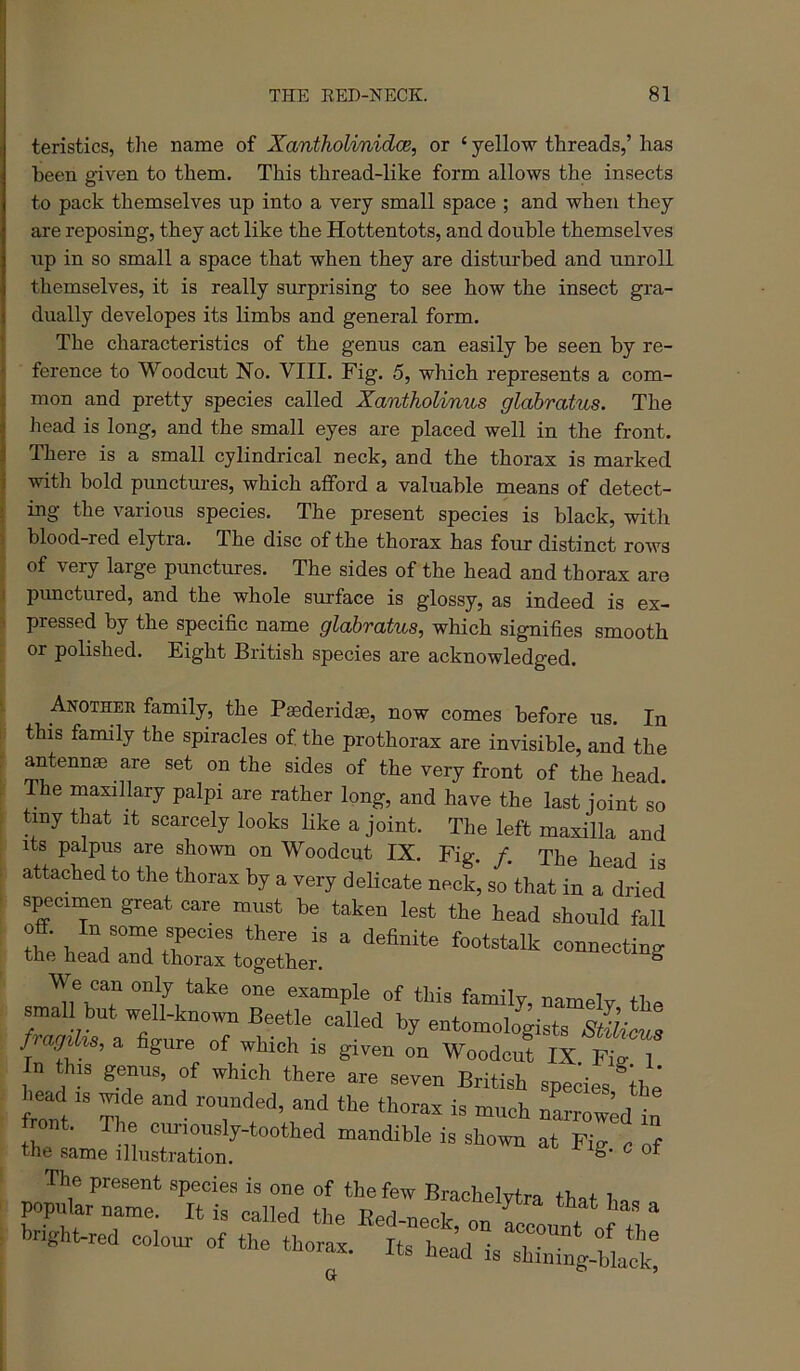 teristics, tlie name of Xantholinidce, or ‘ yellow threads,’ has been given to them. This thread-like form allows the insects to pack themselves up into a very small space ; and when they are reposing, they act like the Hottentots, and double themselves up in so small a space that when they are disturbed and unroll themselves, it is really surprising to see how the insect gra- dually developes its limbs and general form. The characteristics of the genus can easily he seen by re- ference to Woodcut No. VIII. Fig. 5, which represents a com- j mon and pretty species called Xantholinus glabratus. The i liead is long, and the small eyes are placed well in the front. I There is a small cylindrical neck, and the thorax is marked j with bold punctures, which afford a valuable means of detect- : ing the various species. The present species is black, with 1 blood-red elytra. The disc of the thorax has four distinct rows of very large punctures. The sides of the head and thorax are ) punctured, and the whole surface is glossy, as indeed is ex- pressed by the specific name glabratus, which signifies smooth or polished. Eight British species are acknowledged. Another family, the Paederidae, now comes before us. In this family the spiracles of the prothorax are invisible, and the antenna) are set on the sides of the very front of the head. The maxillary palpi are rather long, and have the last joint so tiny that it scarcely looks like a joint. The left maxilla and Its palpus are shown on Woodcut IX. Fig. /. The head is attached to the thorax by a very delicate neck, so that in a dried specimen great care must he taken lest the head should fall We can only take one example of this family, namely the » a byeato^oloista / agUw, a figure of which is given on Woodcut IX Fia- 1 In this genus, of which there are seven British species ^the narrowed Jr!; !! ““^^-toothed mandible is shown at Fig c of the same illustration. ^ The present species is one of the few Brachelvtra th.f i popular name. It is called the Eed-neek, on 00000^ „f bnght-red colour of the thorax. Its held is shrnUlalk!