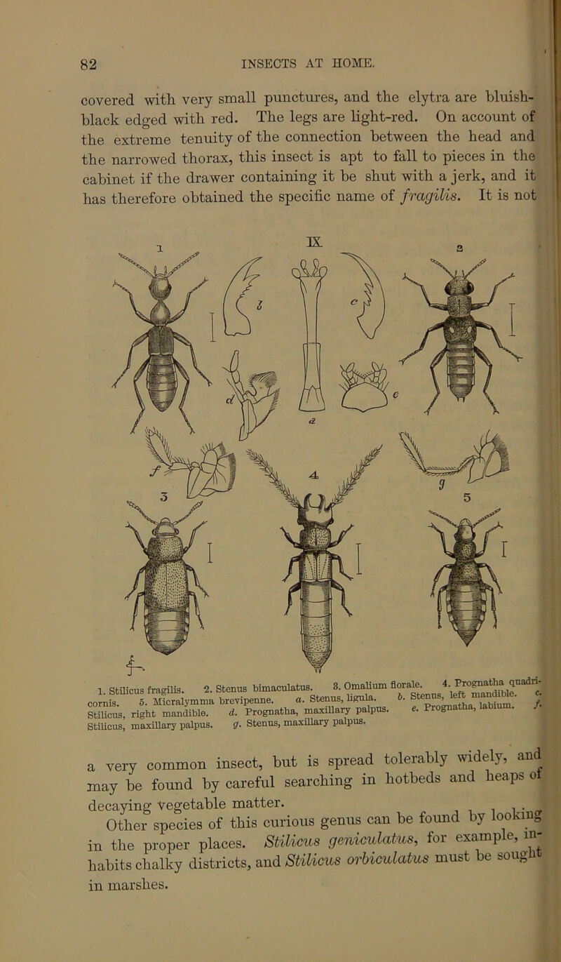 covered with very small punctures, and the elytra are bluish- black edged with red. The legs are light-red. On account of the extreme tenuity of the connection between the head and the narrowed thorax, this insect is apt to fall to pieces in the cabinet if the drawer containing it be shut with a jerk, and it has therefore obtained the specific name of fragilis. It is not 1 StilicusfragiUs. 2. Stenus bhnaoulatus. 8. OmaUum florale. ^ Prognatha qnadrl- I Siymma brevipem^e. «. Stenus, Ugula. » left mand^e. c. StiUcus, right mandible. d. Prognatha, maxillaiy palpus. e. Prognatha, labium. / Stilicus, maxillary palpus. g- Stenus, maxillary palpus. a very common insect, but is spread tolerably widely, an may be found by careful searching in hotbeds and heaps o decaying Vegetable matter. Other species of this curious genus can be found by lookiu^ in the proper places. Stilicus geniculatus, for example, in- habits chalky districts, and Stilicus orbiculatus must be soug in marshes.