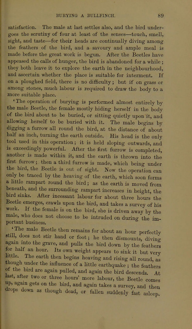 satisfaction. The male at last settles also, and the bird under- goes the scrutiny of four at least of the senses—touch, smell, sight, and taste—for their heads are continually diving among the feathers of the bird, and a savoury and ample meal is made before the great work is begim. After the Beetles have appeased the calls of hunger, the bird is abandoned for a while ; they both leave it to explore the earth in the neighbourhood, and ascertain whether the place is suitable for interment. If on a ploughed field, there is no difi&culty; but if on grass or among stones, much labour is required to draw the body to a more suitable place. ‘ The operation of burying is performed almost entirely by the male Beetle, the female mostly hiding herself in the body of the bird about to be buried, or sitting quietly upon it, and allowing herself to be buried with it. The male begins by digging a furrow all round the bird, at the distance of about half an inch, turning the earth outside. His head is the only tool used in this operation; it is held sloping outwards, and is exceedingly powerful. After the first furrow is completed, another is made within it, and the earth is thrown into the first furrow; then a third furrow is made, which being xmder the bird, the Beetle is out of sight. Now the operation can only be traced by the heaving of the earth, which soon forms a Httle rampart round the bird; as the earth is moved from beneath, and the surrounding rampart increases in height, the bird sinks. After incessant labour for about three hours the Beetle emerges, crawls upon the bird, and takes a survey of his work. If the female is on the bird, she is driven away by the male, who does not choose to be intruded on during the im- portant business. ‘The male Beetle then remains for about an hour perfectly still, does not stir hand or foot; he then dismounts, diving again into the grave, and pulls the bird down by the feathers for half an horn. Its own weight appears to sink it but very little. The earth then begins heaving and rising all round, as though under the influence of a little earthquake ; the feathers of the bird are again pulled, and again the bird descends. At last, after two or three hours’ more labour, the Beetle comes up, again gets on the bird, and again takes a survey, and then drops down as though dead, or fallen suddenly fast asleep.