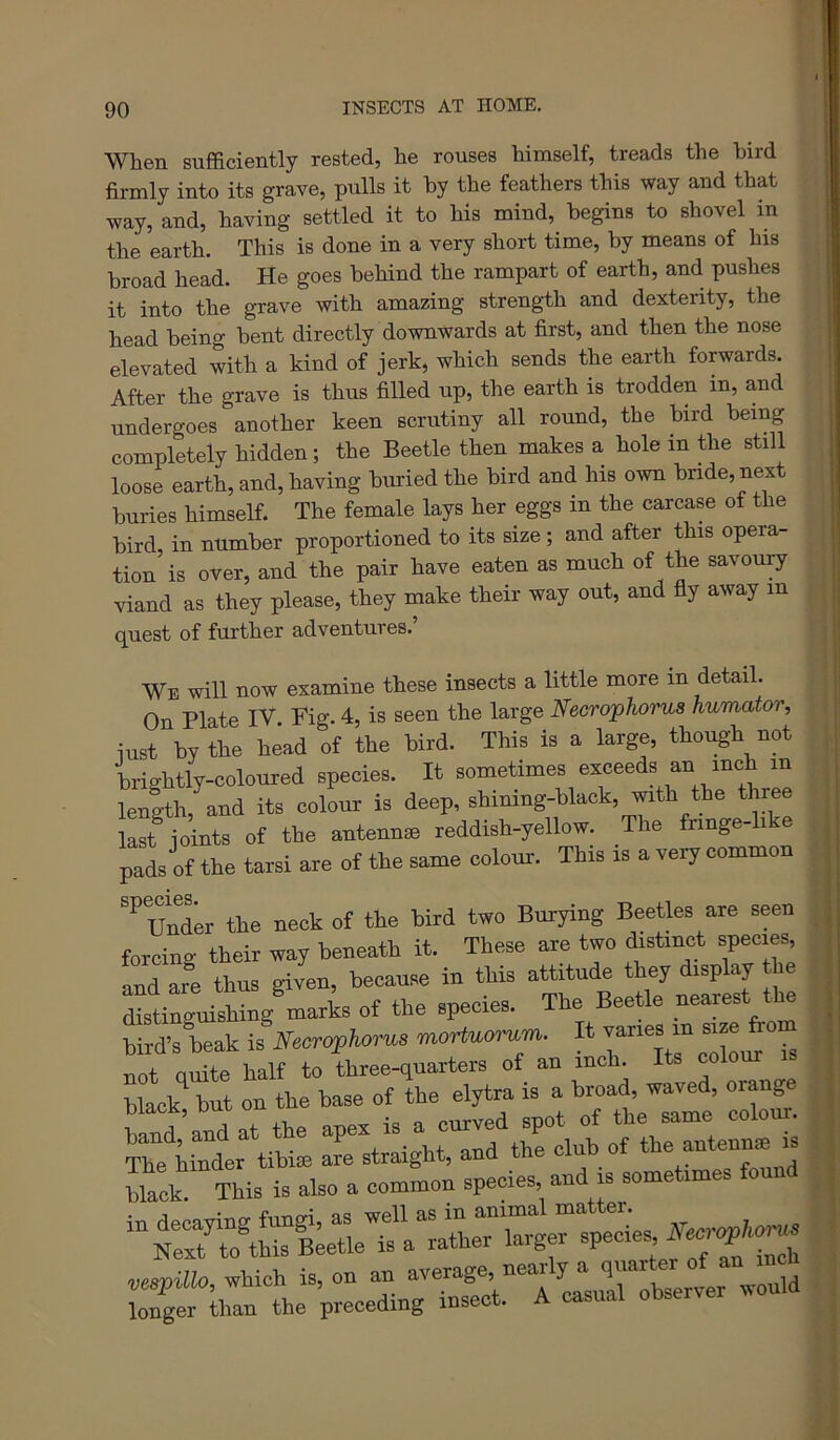 When sufficiently rested, he rouses himself, treads the bird firmly into its grave, pulls it by the feathers this way and that way, and, having settled it to his mind,^ begins to shovel in the earth. This is done in a very short time, by means of his broad head. He goes behind the rampart of earth, and pushes it into the grave with amazing strength and dexterity, the head being bent directly downwards at first, and then the nose elevated with a kind of jerk, which sends the earth forwards. After the grave is thus filled up, the earth is trodden in, and undergoes another keen scrutiny all round, the bird being completely hidden; the Beetle then makes a hole in the still loose earth, and, having buried the bird and his own bride, next buries himself. The female lays her eggs in the carcase of the bird in number proportioned to its size; and after this opera- tion’is over, and the pair have eaten as much of the savoury viand as they please, they make their way out, and fly away m quest of further adventures.’ We will now examine these insects a little more in detail. On Plate IV Fig. 4, is seen the large Necrophorus humator, jurt ty tte head of the bird. This is a large, though not brightly-coloured species. It sometimes exceeds an inch in lenith, and its colour is deep, shining-black, mth the three last joints of the antennse reddish-yellow. The fringe- i e pads of the tarsi are of the same colour. This is a very common UiSot the neck of the bird two Burying Beetles are seen forcing their way beneath it. These are two distinct species and Je thus given, because in this attitude they display the Stincruishing marks of the species. The Beetle nearest the bird’s beak is Necraphorus mortuorum. It varies in size om not quite half to three-quarters of an inch. Its colour black^ but on the base of the elytra is a broad, waved, orange Lnd’andat the apex is a curved spot of the same colour, nder tibi« I straight, and the club of -t“ black. This is also a common species and is sometimes found LTgf the%::ceTin” ^cTsuir^mver .ould