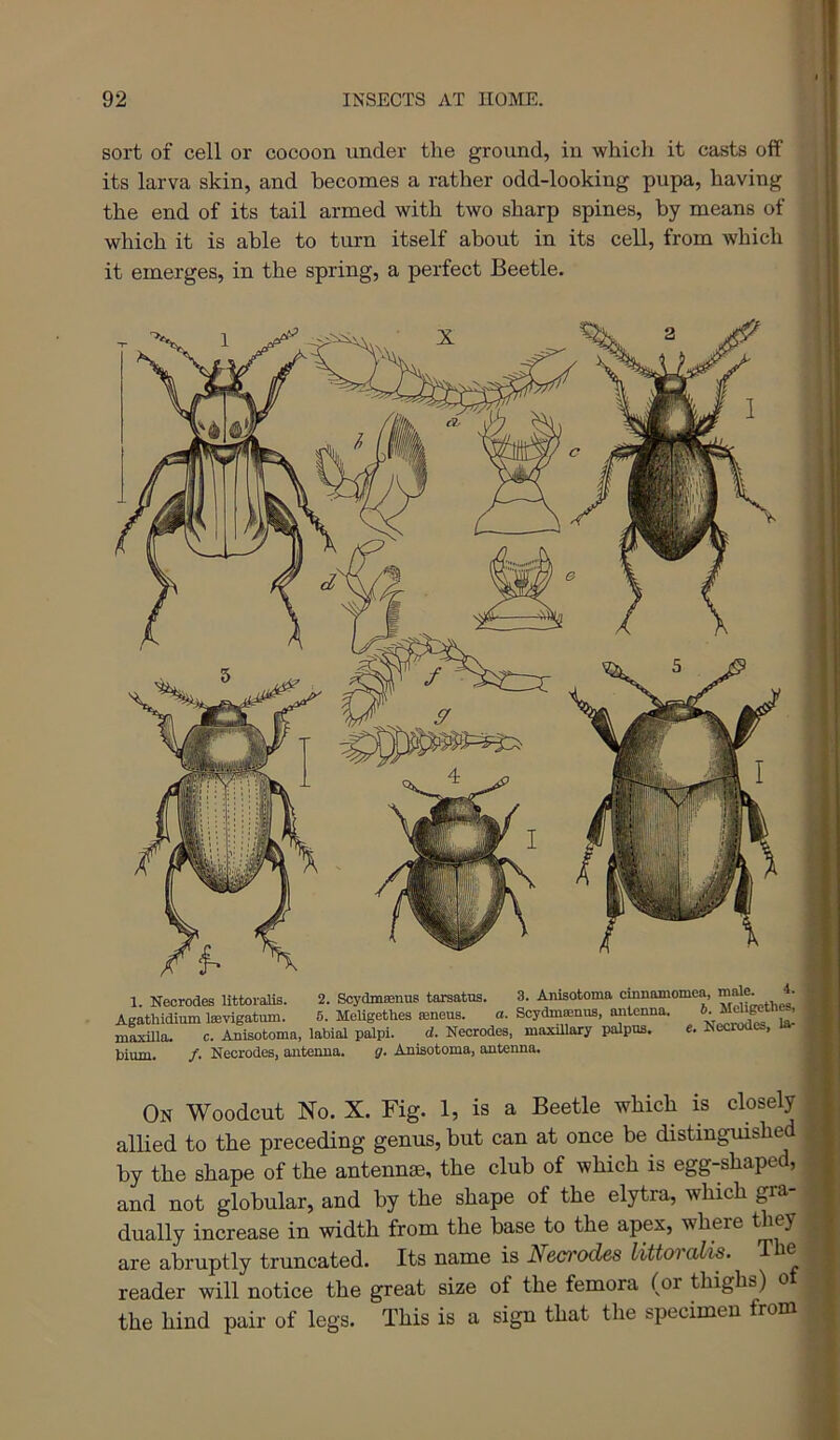 sort of cell or cocoon under the ground, in which it casts oif its larva skin, and becomes a rather odd-looking pupa, having the end of its tail armed with two sharp spines, by means of which it is able to turn itself about in its cell, from which it emerges, in the spring, a perfect Beetle. 1. Neorodes littoralis. 2. Scydm®nus tarsatns. 3. Anisotoma cmnamomea, ^ Agathidiumtevigatum. 6. MeUgethes ffineus. a. Scydm«m«, antenna. mlxilla- c. Anisotoma, labial palpi. d. Neorodes. maxillary palpns. e. Necrodes, la- bium. /. Necrodes, antenna. g. Anisotoma, antenna. On Woodcut No. X. Fig. 1, is a Beetle which is closely allied to the preceding genus, but can at once be distinguished by the shape of the antennae, the club of which is egg-shaped, and not globular, and by the shape of the elytra, which gra- dually increase in width from the base to the apex, where they are abruptly truncated. Its name is Necrodes littoralis. The reader will notice the great size of the femora (or thighs) o the hind pair of legs. This is a sign that the specimen from