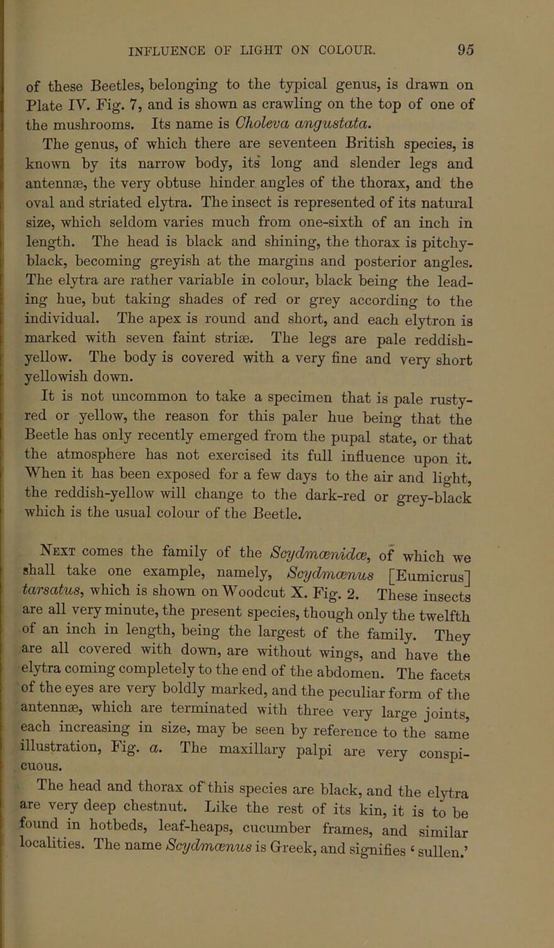 of these Beetles, belonging to the typical genus, is drawn on Plate IV. Fig. 7, and is shown as crawling on the top of one of the mushrooms. Its name is Gholeva angustata. The genus, of which there are seventeen British species, is known by its narrow body, its long and slender legs and antennae, the very obtuse hinder, angles of the thorax, and the I oval and striated elytra. The insect is represented of its natural I size, which seldom varies much from one-sixth of an inch in I length. The head is black and shining, the thorax is pitchy- i black, becoming greyish at the margins and posterior angles. The elytra are rather variable in colour, black being the lead- ing hue, but taking shades of red or grey according to the individual. The apex is round and short, and each elytron is : marked with seven faint strise. The legs are pale reddish- yellow. The body is covered with a very fine and very short ; yellowish down. It is not uncommon to take a specimen that is pale rusty- red or yellow, the reason for this paler hue being that the Beetle has only recently emerged from the pupal state, or that ! the atmosphere has not exercised its full infiuence upon it. ' When it has been exposed for a few days to the air and light, the reddish-yellow will change to the dark-red or grey-black which is the usual colour of the Beetle. Next comes the family of the SaydmcBnidce, of which we shall take one example, namely, Scydmcenus [Eumicrus] tarsatus, which is shown on Woodcut X. Fig. 2. These insects are all very minute, the present species, though only the twelfth of an inch in length, being the largest of the family. They are all covered with down, are without wings, and have the elytra coming completely to the end of the abdomen. The facets of the eyes are very boldly marked, and the peculiar form of the antennae, which ai’e terminated with three very large joints each increasing in size, may be seen by reference to the same illustration. Fig. ct. The maxillary palpi are very conspi- cuous. The head and thorax of this species are black, and the elytra are yeij deep chestnut. Like the rest of its kin, it is to be found in hotbeds, leaf-heaps, cucumber frames, and similar localities. The name Scydmcenus is Grreek, and signifies ‘ sullen.’