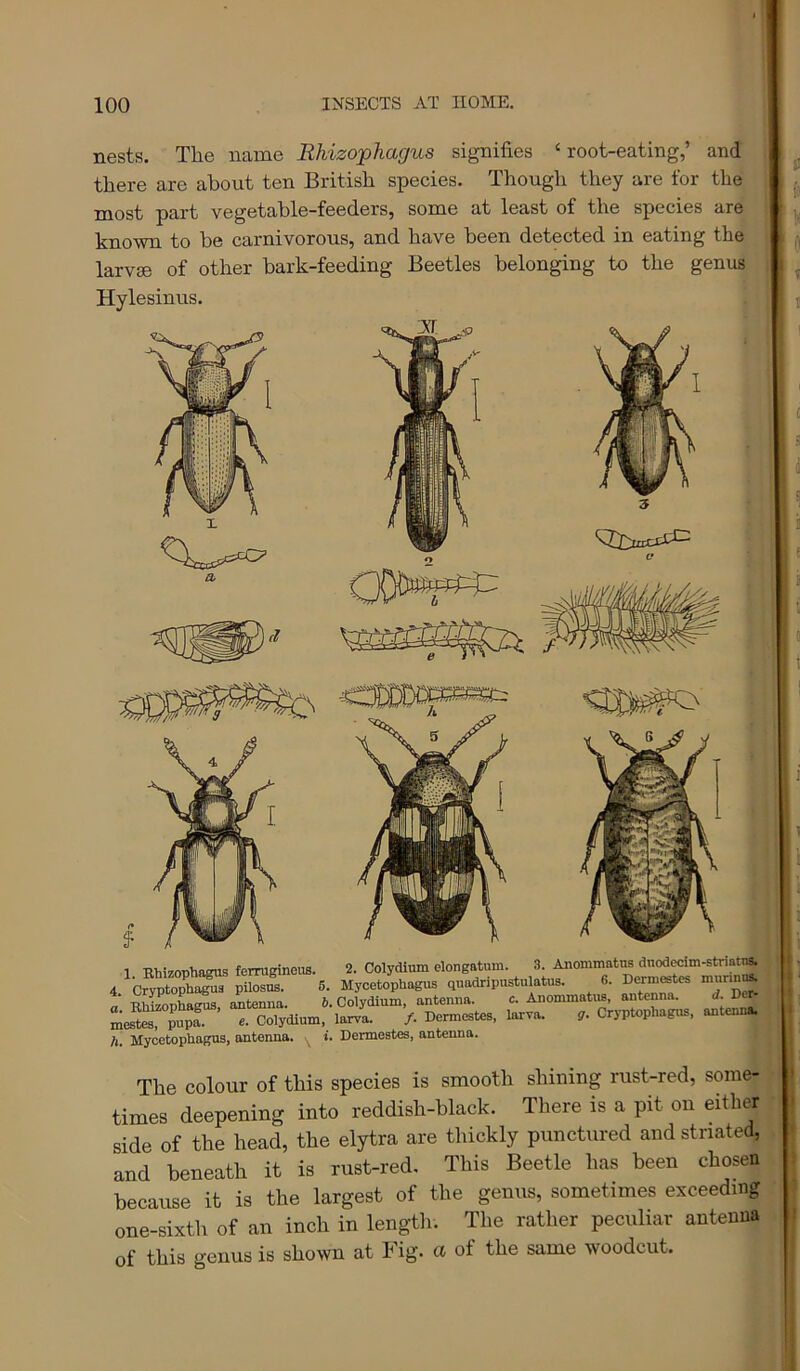 nests. The name Rhizophagus signifies ‘root-eating,’ and there are about ten British species. Though they are for the most part vegetable-feeders, some at least of the species are known to be carnivorous, and have been detected in eating the larvse of other bark-feeding Beetles belonging to the genus Hylesinus. 1 nhi70T)haeus ferrufnneus. 2. Colydium elongatum. 3. Anommatns dnodecim-striatTA 4 Cry^toS JS. 6. Mycetophagus quadripustulato. 6. Dermestcs munn^ a Spha^, anemia. 6. Colydium, antenna. c. Anommato, antenna. d. De> mesto? pup^ e. Colydium, larva. /. Dermestes, larva. ?. Cryptophagus, antenna. 7i. Mycetophagus, antenna. ^ i. Dermestes, antenna. The colour of this species is smooth shining rust-red, some- times deepening into reddish-black. There is a pit on either side of the head, the elytra are thickly punctured and striated, and beneath it is rust-red. This Beetle has been chosen because it is the largest of the genus, sometimes exceeding one-sixth of an inch in length. The rather peculiar antenna of this genus is shown at Fig. a of the same woodcut. ■ U t i 1 1; ' . i ii i i i