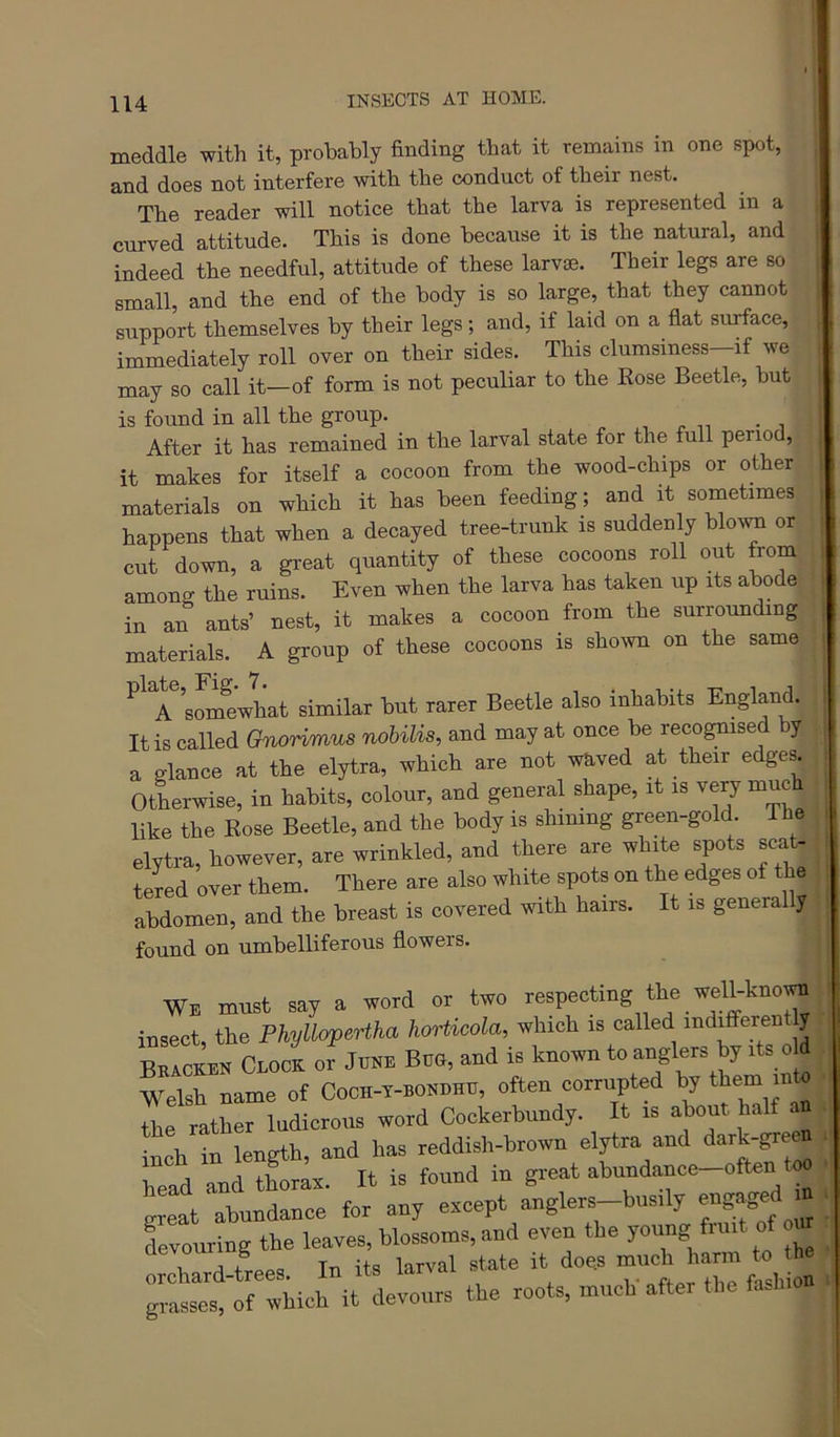 meddle with it, probably finding that it remains in one spot, and does not interfere with the conduct of their nest. The reader will notice that the larva is represented in a curved attitude. This is done because it is the natural, and indeed the needful, attitude of these larvae. Their legs are so small, and the end of the body is so large, that they cannot support themselves by their legs; and, if laid on a flat surface, immediately roll over on their sides. This clumsiness-if we may so call it—of form is not peculiar to the Eose Beetle, but is found in all the group. , ^ , After it has remained in the larval state for the full period, it makes for itself a cocoon from the wood-chips or other materials on which it has been feeding; and it sometimes happens that when a decayed tree-trunk is suddenly blovm or cut down, a great quantity of these cocoons roll out rom among the ruins. Even when the larva has taken up its abode in an ants’ nest, it makes a cocoon from the surrounding materials. A group of these cocoons is shown on the same ^ A sonmwhat similar but rarer Beetle also inhabits England. It is called Gnorimus nobilis, and may at once be recognise y a glance at the elytra, which are not waved at their edges. OtLrwise, in habits, colour, and general shape, it is very much ^ like the Eose Beetle, and the body is shining green-gold The elytra, however, are wrinkled, and there are white spots scat- tered over them. There are also white spots on the edges of the abdomen, and the breast is covered with hairs. It is generally ^ found on umbelliferous flowers. | ■Wb must say a word or two respecting the well-kno«- insect, the Phyllopertha horticda, which is called indifferent y bLokeu CnocK or June Boa, and is known to anglers by its old “Lme of CoCH-T-BoanHn, often corrupted by them jnh., the rather ladicrous word Cockerbundy. It is about hal . , inch in length, and has reddish-brown elytra and dotk-gto® head and thoraa. It is found in great abundance-often W great abundance for any eacept anglers-busily ongag^ » Louring the leaves, blossoms, and even the young fruit of o ^ orchard-trees. In its larval state it does ^ grasses, of which it devours the roots, much after the fa-h.