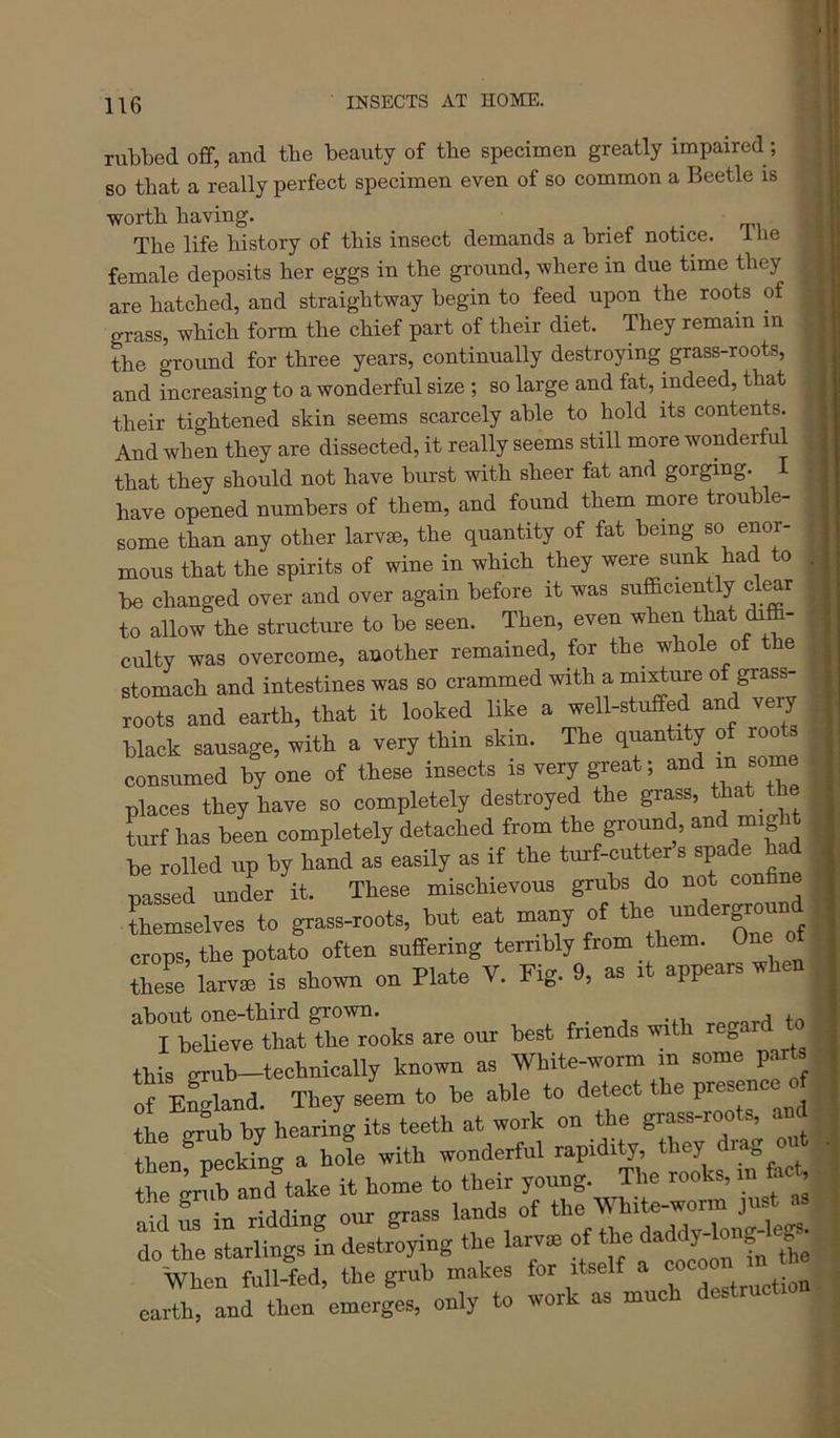rubbed off, and tbe beauty of the specinaen greatly impaired; so that a really perfect specimen even of so common a Beetle is worth having. The life history of this insect demands a hnef notice. 1 ne female deposits her eggs in the ground, where in due time they are hatched, and straightway begin to feed upon the roots of grass, which form the chief part of their diet. They remain in the ground for three years, continually destroying grass-roots, and increasing to a wonderful size ; so large and fat, mdeed, that their tightened skin seems scarcely able to hold its contents. And when they are dissected, it really seems still more wonderful that they should not have burst with sheer fat and gorging. I have opened numbers of them, and fonnd them more trouble- some than any other larv®, the quantity of fat being so enor- mous that the spirits of wine in which they were sunk had to be changed over and over again before it was sufficiently cl^r to allow the structure to be seen. Then, even when that diffi- culty was overcome, another remained, for the whole of the stomach and intestines was so crammed with a impure of grass- roots and earth, that it looked like a well-stuffed and very black sausage, with a very thin skin. The quantity of root consumed by one of these insects is very g-reat; in some places they have so completely destroyed the grass, ttat th Lf has been completely detached from the ground, and might be rolled up by hand as easily as if the turf-cutters spade had nassed under it. These mischievous grubs do not confine Lmselves to grass-roots, but eat many of crops, the potato often suffering terribly from them. One of theL larvi is shown on Plate V. Fig. 9, as it appears when about one-third grown. I believe that the rooks are our best friends vn » this eiub—technically known as White-worm m some parts of TfSland They seem to he able to detect the presence of L hy heax^o'g its teeth at work on the grass-roots, and Sen pecking a hole with wonderful rapidity, they drag out tte ^rul and take it home to their young. The rooks, rn fac^ L iu riddine our grass lands of the White-worm just as To the starlings in destroying the larvm of the daddydong- egs. When full-fed, the grub makes for itself a ; earth, and then emerges, only to work as much destructi