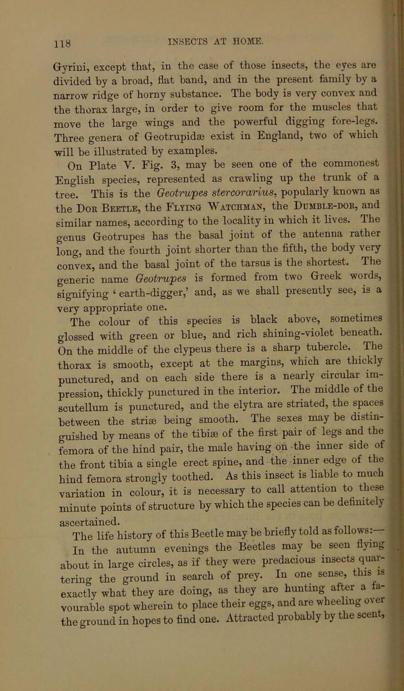 G-yrini, except that, in the case of those insects, the eyes are divided by a broad, flat band, and in the present family by a narrow ridge of horny substance. The body is very convex and the thorax large, in order to give room for the muscles that move the large wings and the powerful digging fore-legs. Three genera of Geotrupidse exist in England, two of which will be illustrated by examples. On Plate V. Fig. 3, may be seen one of the commonest English species, represented as crawling up the trunk of a tree. This is the Geotrwpes stercorarius, popularly known as the Doe Beetle, the Flyino Watchman, the Dumble-dok, and similar names, according to the locality in which it lives. The genus Geotrupes has the basal joint of the antenna rather long, and the fourth joint shorter than the fifth, the body very convex, and the basal joint of the tarsus is the shortest. The generic name Geotrwpes is formed from two Greek words, signifying ‘ earth-digger,’ and, as we shall presently see, is a very appropriate one. The colour of this species is black above, sometimes glossed with green or blue, and rich shining-violet beneath. On the middle of the clypeus there is a sharp tubercle. The thorax is smooth, except at the margins, which are thickly punctured, and on each side there is a nearly circular im- pression, thickly punctured in the interior. The middle of the scutellum is punctured, and the elytra are striated, the spaces between the striae being smooth. The sexes may be distin- guished by means of the tibiae of the first pair of legs and the femora of the hind pair, the male having on ^the inner side of the front tibia a single erect spine, and the inner edge of the hind femora strongly toothed. As this insect is liable to much variation in colour, it is necessary to call attention to these minute points of structure by which the species can be definitely ascertained. The life history of this Beetle may be briefly told as follows :— In the autumn evenings the Beetles may be seen flying about in large circles, as if they were predacious insects quar- tering the ground in search of prey. In one sense, this is exactly what they are doing, as they are hunting after a fa- vourable spot wherein to place their eggs, and are wheeling over the ground in hopes to find one. Attracted probably by the scent,