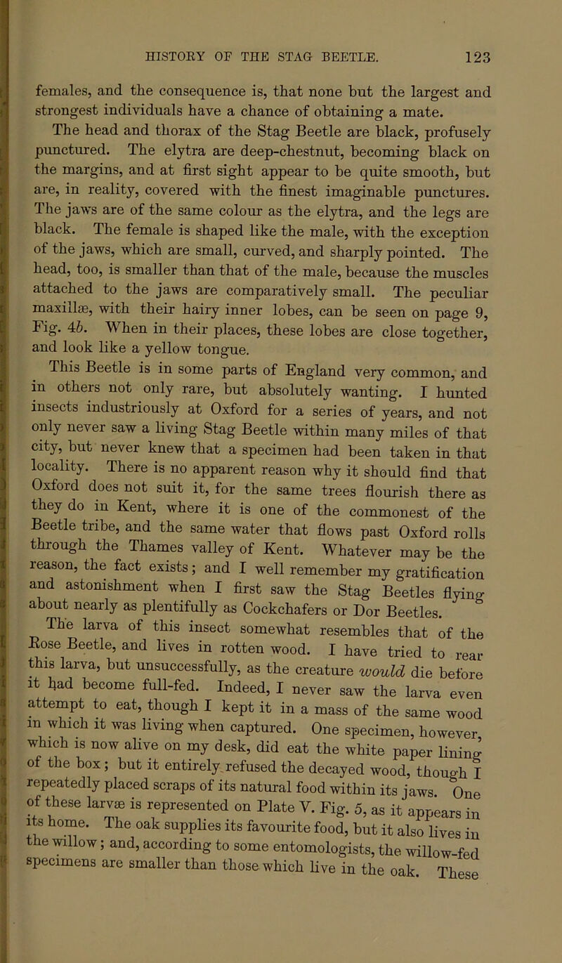 females, and the consequence is, that none but the largest and strongest individuals have a chance of obtaining a mate. The head and thorax of the Stag Beetle are black, profusely punctured. The elytra are deep-chestnut, becoming black on the margins, and at first sight appear to be quite smooth, but are, in reality, covered with the finest imaginable punctures. The jaws are of the same colour as the elytra, and the legs are black. The female is shaped like the male, with the exception of the jaws, which are small, cmwed, and sharply pointed. The head, too, is smaller than that of the male, because the muscles attached to the jaws are comparatively small. The peculiar maxilljE, with their hairy inner lobes, can be seen on page 9, Fig. 46. When in their places, these lobes are close together, and look like a yellow tongue. This Beetle is in some parts of England very common, and in others not only rare, but absolutely wanting. I hunted insects industriously at Oxford for a series of years, and not only never saw a living Stag Beetle within many miles of that city, but never knew that a specimen had been taken in that locality. There is no apparent reason why it should find that Oxford does not suit it, for the same trees flourish there as they do in Kent, where it is one of the commonest of the Beetle tribe, and the same water that flows past Oxford rolls through the Thames valley of Kent. Whatever may be the reason, the fact exists; and I well remember my gratification and astomshment when I first saw the Stag Beetles flying about nearly as plentifully as Cockchafers or Dor Beetles. The larva of this insect somewhat resembles that of the Eose Beetle, and lives in rotten wood. I have tried to rear this larva, but unsuccessfully, as the creature would die before It bad become full-fed. Indeed, I never saw the larva even attempt to eat, though I kept it in a mass of the same wood in which It was living when captured. One specimen, however which IS now alive on my desk, did eat the white paper fining of the box; but it entirely,refused the decayed wood, though I repeatedly placed scraps of its natural food within its jaws One of these larvae is represented on Plate V. Fig. 5, as it appears in Its home. The oak supplies its favourite food, but it also fives iu the willow; and, according to some entomologists, the willow-fed specimens are smaller than those which five in the oak. These