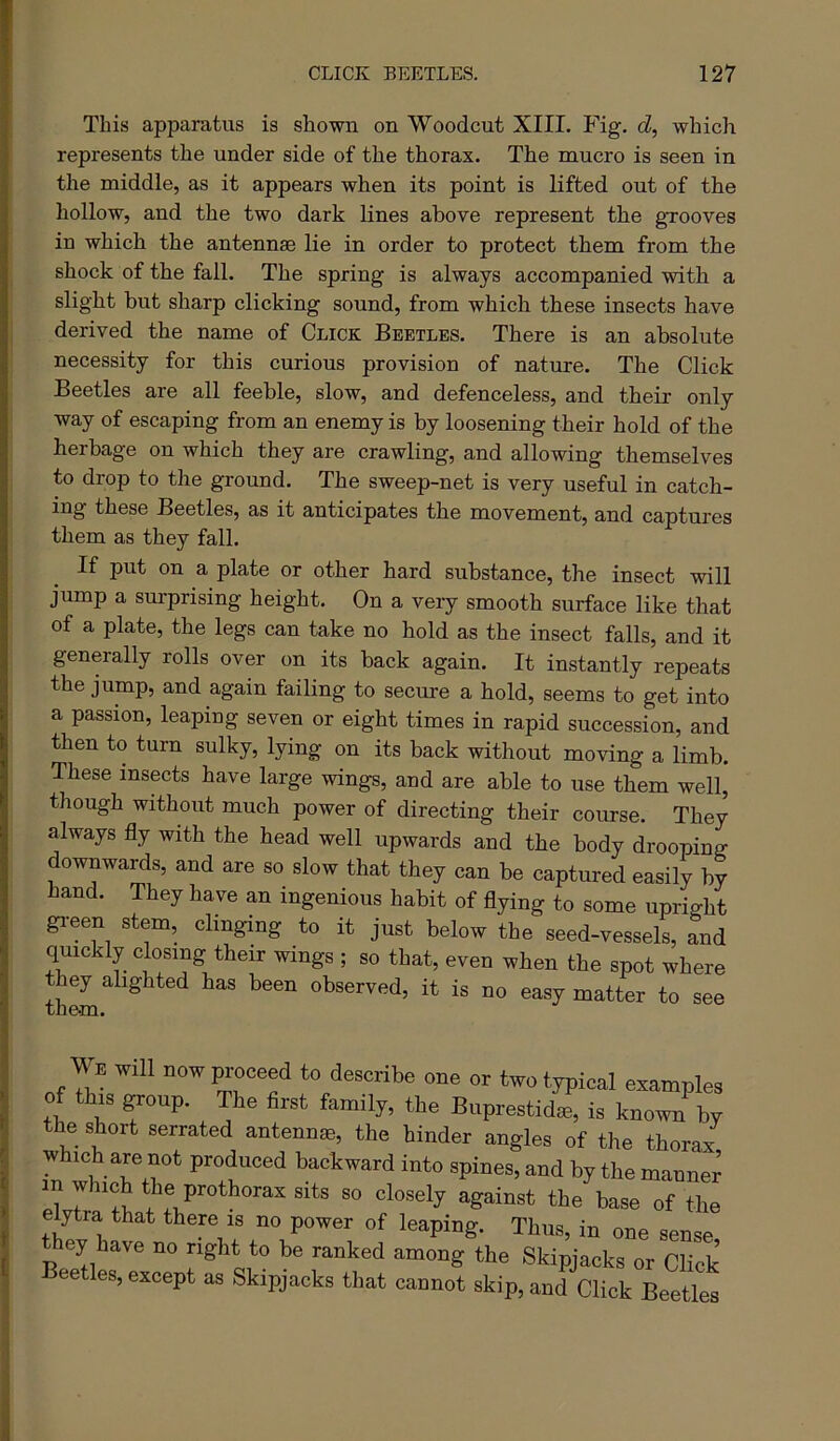This apparatus is shown on Woodcut XIII. Fig. d, which represents the under side of the thorax. The mucro is seen in the middle, as it appears when its point is lifted out of the hollow, and the two dark lines above represent the grooves in which the antennae lie in order to protect them from the shock of the fall. The spring is always accompanied with a slight but sharp clicking sound, from which these insects have derived the name of Click Beetles. There is an absolute necessity for this curious provision of nature. The Click Beetles are all feeble, slow, and defenceless, and their only way of escaping from an enemy is by loosening their hold of the herbage on which they are crawling, and allowing themselves to drop to the ground. The sweep-net is very useful in catch- ing these Beetles, as it anticipates the movement, and captures them as they fall. If put on a plate or other hard substance, the insect will jump a surprising height. On a very smooth smface like that of a plate, the legs can take no hold as the insect falls, and it generally rolls over on its back again. It instantly repeats the jump, and again failing to secure a hold, seems to get into a passion, leaping seven or eight times in rapid succession, and then to turn sulky, lying on its back without moving a limb. These insects have large wings, and are able to use them well, though without much power of directing their course. They always fly with the head well upwards and the body drooping downwards, and are so slow that they can be captured easily by hand. They have an ingenious habit of flying to some upright gi-een stem, clinging to it just below the seed-vessels, and quickly closing their wings ; so that, even when the spot where they alighted has been observed, it is no easy matter to see them. y E Will now proceed to describe one or two typical examples of this group. The first family, the Buprestidje, is known by the short serrated antennae, the hinder angles of the thorax which are not produced backward into spines, and by the manner in w ich the prothorax sits so closely against the base of the elytra that there is no power of leaping. Thus, in one sense hey have no right to be ranked among the Skipjacks or Click eetles, except as Skipjacks that cannot skip, and Click Beetles