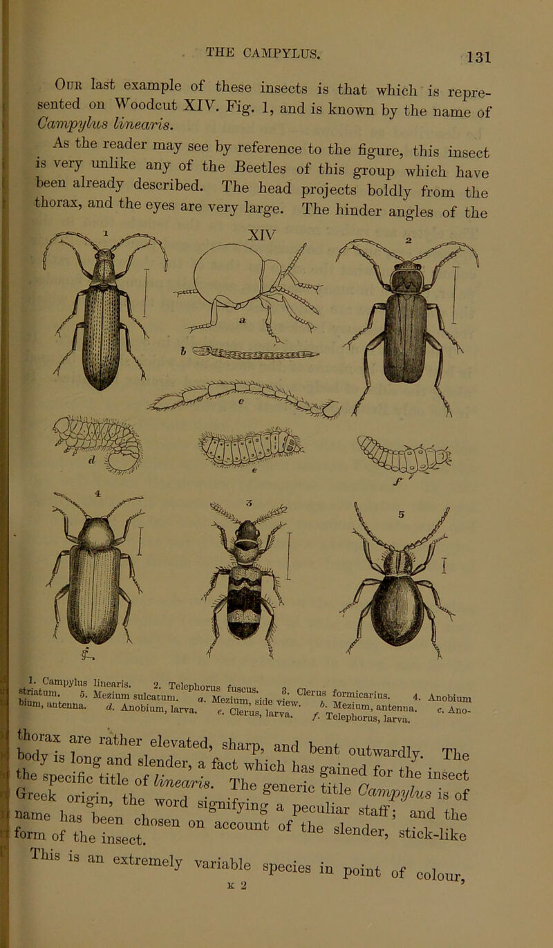 THE CAMPYLUS. Our last example of these insects is that which is repre- sented on Woodcut XIV. Fig. 1, and is known by the name of Campylus linearis. As the reader may see by reference to the figure, this insect is very unlike any of the Beetles of this group which have been already described. The head projects boldly from the thorax, and the eyes are very large. The hinder angles of the are rither elevated, sharp, and bent outwardly The Wy IS long and slender, a fact which has gained for th^'' he specific title of linearis. The generfc Greek origin, the word signifying a pTcu^* , Oarnpylns .e of name has been chosen on^accrnrofT sTent ^t“k form of the insect. slender, stick-like This is an extremely variable species in point of colour.