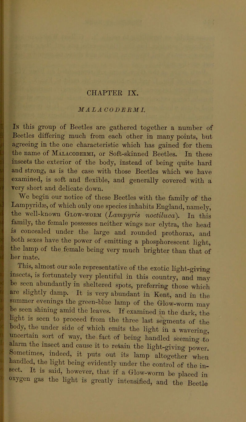 CHAPTEE IX. MALAGODEBML In this group of Beetles are gathered together a number of Beetles differing much from each other in many points, but agi'eeing in the one characteristic which has gained for them the name of Malacodermi, or Soft-skinned Beetles. In these insects the exterior of the body, instead of being quite hard and strong, as is the case with those Beetles which we have examined, is soft and flexible, and generally covered with a very short and delicate down. We begin our notice of these Beetles with the family of the Lampyridae, of which only one species inhabits England, namely, the well-known Gtlow-worm {Lampyris noctiluca). In this family, the female possesses neither wings nor elytra, the head is concealed under the large and rounded prothorax, and both sexes have the power of emitting a phosphorescent light, the lamp of the female being very much brighter than that of her mate. This, almost our sole representative of the exotic light-giving insects, is fortunately very plentiful in this country, and may be seen abundantly in sheltered spots, preferring those which are slightly damp. It is very abundant in Kent, and in the summer evenings the green-blue lamp of the Glow-worm may be seen shining amid the leaves. If examined in the dark, the light is seen to proceed from the three last segments of the body, the under side of which emits the light in a wavering, uncertain sort of way, the-fact of being handled seeming to alarm the insect and cause it to retain the light-giving power. Sometimes, indeed, it puts out its lamp altogether when ! handled, the light being evidently under the control of the in- sect. It is said, however, that if a Glow-worm be placed in oxygen gas the light is greatly intensifled, and the Beetle