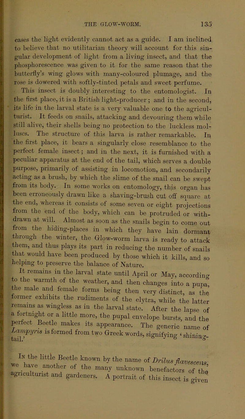 THE GLOW-WOEM. 13o cases the liglit evidently cannot act as a guide. I am inclined to believe that no utilitarian theory will account for this sin- gular development of light from a living insect, and that the phosphorescence was given to it for the same reason that the butterfly’s wing glows with many-coloured plumage, and the rose is dowered with softly-tinted petals and sweet perfume. This insect is doubly interesting to the entomologist. In the first place, it is a British light-producer; and in the second, its life in the larval state is a very valuable one to the agricul- turist. It feeds on snails, attacking and devouring them while still alive, their shells being no protection to the luckless mol- luscs. The structure of this larva is rather remarkable. In the first place, it bears a singularly close resemblance to the perfect female insect; and in the next, it is furnished with a peculiar apparatus at the end of the tail, which serves a double purpose, primarily of assisting in locomotion, and secondarily acting as a brush, by which the slime of the snail can be swept from its body. In some works on entomology, this organ has been erroneously drawn like a shaving’-brash cut off square at the end, whereas it consists of some seven or eight projections from the end of the body, which can be protruded or with- diawn at will. Almost as soon as the snails begin to come out from the hiding-places in which they have lain dormant through the winter, the Grlow-worm larva is ready to attack them, and thus plays its part in reducing the number of snails that would have been produced by those which it kills, and so helping to preserve the balance of Nature. It remains in the larval state until April or May, accordincr to the warmth of the weather, and then changes into a pupa, the male and female forms being then very distinct, as the former exhibits the rudiments of the elytra, while the latter remains as wingless as in the larval state. After the lapse of a fortnight or a little more, the pupal envelope bursts, and the perfect Beetle makes its appearance. The generic name of Lampyna is formed from two Greek words, signifying ‘ shinin<^- In the little Beetle known by the name oi Dnlus flavescens je have another of the many unknovm benefactors of the gnculturist and gardeners. A portrait of this insect is given