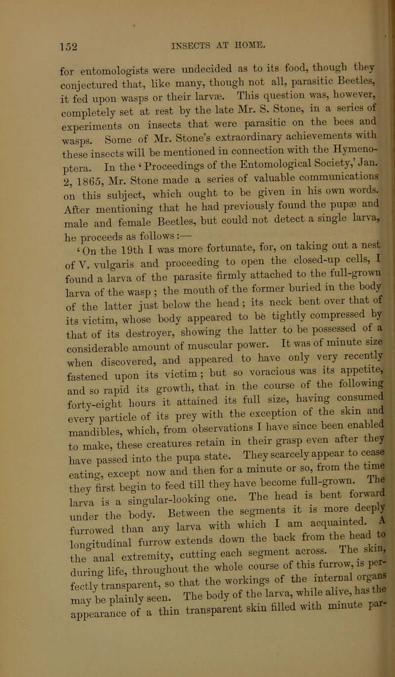 for entomologists were undecided as to its food, though they conjectured that, like many, though not all, parasitic Beetles, it fed upon wasps or their larvae. This question was, however, completely set at rest by the late Mr. S. Stone, in a series of experiments on insects that were parasitic on the bees and wasps. Some of Mr. Stone’s extraordinary achievements with these insects will be mentioned in connection with the Hymeno- ptera. In the ‘ Proceedings of the Entomological Society,’ Jan. 2, 1865, Mr. Stone made a series of valuable communications on this subject, which ought to be given in his own words. After mentioning that he had previously found the pup® and male and female Beetles, but could not detect a single larva, he proceeds as follows:— ‘ On the 19th I was more fortunate, for, on taking out a nest of V. vulgaris and proceeding to open the closed-up cells, I found a larva of the parasite firmly attached to the full-grown larva of the wasp ; the mouth of the former buried in the body of the latter just below the head; its neck bent over that of its victim, whose body appeared to be tightly compressed by that of its destroyer, showing the latter to be possessed of a considerable amount of muscular power. It was of minute size when discovered, and appeared to have only very recently fastened upon its victim; but so voracious was its appetite, and so rapid its growth, that in the course of the following forty-eight hours it attained its full size, having consumed every particle of its prey with the exception of the skin and mandibles, which, from observations I have since been enabled to make, these creatures retain in their grasp even after t ey have passed into the pupa state. They scarcely appear to cease eating, except now and then for a minute or so from the time they first begin to feed till they have become full-grown T e lar/a is a singular-looking one. The head is bent fonvaid under the body. Between the segments it is more deeply furrowed than any larva with which I am acquainted. ^ longitudinal furrow extends doi^ the back from head to the anal extremity, cutting each segment across. The sk n, during life, throughout the whole course of this fmrow, is per fe::trtransparenCso that the workings of ‘I'e » may he plainly seen. The body of the larva, while alive, has the appearance of a thin transparent skin filled with nnnute par-