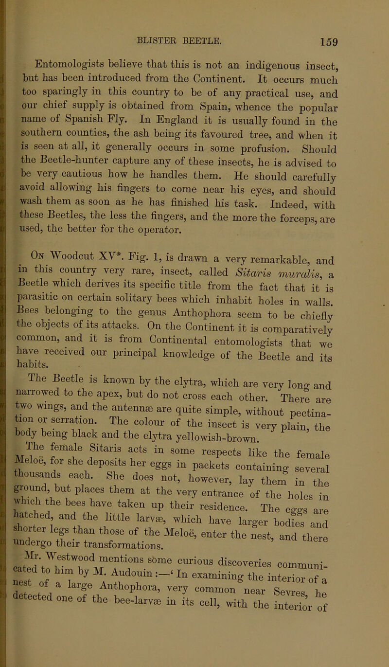 Entomologists believe that this is not an indigenous insect, but has been introduced from the Continent. It occurs much too sparingly in this country to be of any practical use, and our chief supply is obtained from Spain, whence the popular name of Spanish Fly. In England it is usually found in the southern counties, the ash being its favoured tree, and when it is seen at all, it generally occurs in some profusion. Should the Beetle-hunter capture any of these insects, he is advised to be very cautious how he handles them. He should carefully avoid allowing his fingers to come near his eyes, and should wash them as soon as he has finished his task. Indeed, with these Beetles, the less the fingers, and the more the forceps, are used, the better for the operator. On Woodcut XV*. Fig. 1, is drawn a very remarkable, and in this country very rare, insect, called Sitaria muralis, a Beetle which derives its specific title from the fact that it is parasitic on certain solitary bees which inhabit holes in walls. Bees belonging to the genus Anthophora seem to be chiefly the objects of its attacks. On the Continent it is comparatively common, and it is from Continental entomologists that we have received our principal knowledge of the Beetle and its habits. The Beetle is known by the elytra, which are very long and narrowed to the apex, but do not cross each other. There are two wings, and the antennas are quite simple, without pectina- tion or serration The colour of the insect is very plain, the body being black and the elytra yellowish-brown. The female Sitaris acts in some respects Hke the female leloe, for she deposits her eggs in packets containing several thousands each. She does not, however, lay thenf in the entrance of the holes in which the bees have taken up their residence. The eggs are hatched, and the little larvje, which have larger bodies and s lorter legs than those of the Meloe, enter the nest, and there undergo their transformations. discoveries communi- nesl ^ A r interior of a .lot j Anthophora, very common near Sevres he detected one of the bee-larvse in its ceil, with the inSr of