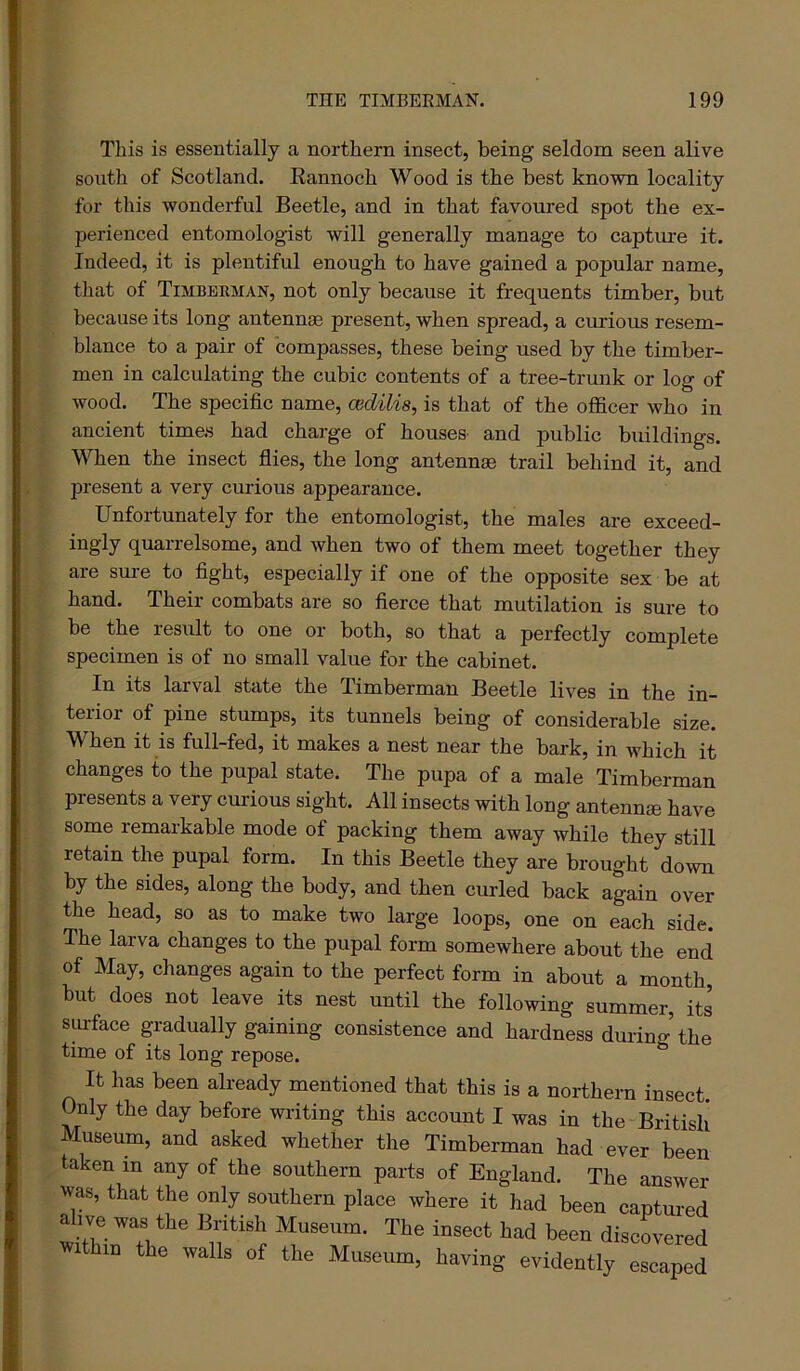 This is essentially a northern insect, being seldom seen alive south of Scotland. Eannoch Wood is the best known locality for this wonderful Beetle, and in that favoured spot the ex- perienced entomologist will generally manage to capture it. Indeed, it is plentiful enough to have gained a popular name, that of Timbeuman, not only because it frequents timber, but because its long antennae present, when spread, a curious resem- blance to a pair of compasses, these being used by the timber- men in calculating the cubic contents of a tree-trunk or log of wood. The specific name, cedilis, is that of the officer who in ancient times had charge of houses' and public buildings. When the insect flies, the long antennae trail behind it, and present a very curious appearance. Unfortunately for the entomologist, the males are exceed- ingly quarrelsome, and when two of them meet together they are sure to fight, especially if one of the opposite sex be at hand. Their combats are so fierce that mutilation is sure to be the result to one or both, so that a perfectly complete specimen is of no small value for the cabinet. In its larval state the Timberman Beetle lives in the in- terior of pine stumps, its tunnels being of considerable size. When it is full-fed, it makes a nest near the bark, in which it changes to the pupal state. The pupa of a male Timberman presents a very curious sight. All insects with long antennae have some remarkable mode of packing them away while they still retain the pupal form. In this Beetle they are brought down by the sides, along the body, and then curled back again over the head, so as to make two large loops, one on each side. The larva changes to the pupal form somewhere about the end of May, changes again to the perfect form in about a month, but does not leave its nest until the following summer, its surface gradually gaining consistence and hardness durino-’tfie time of its long repose. ^ It has been already mentioned that this is a northern insect. Only the day before writing this account I was in the British Museum, and asked whether the Timberman had ever been taken in any of the southern parts of England. The answer was, that the only southern place where it had been captured alive was the British Museum. The insect had been discovered ithin the walls of the Museum, having evidently escaped