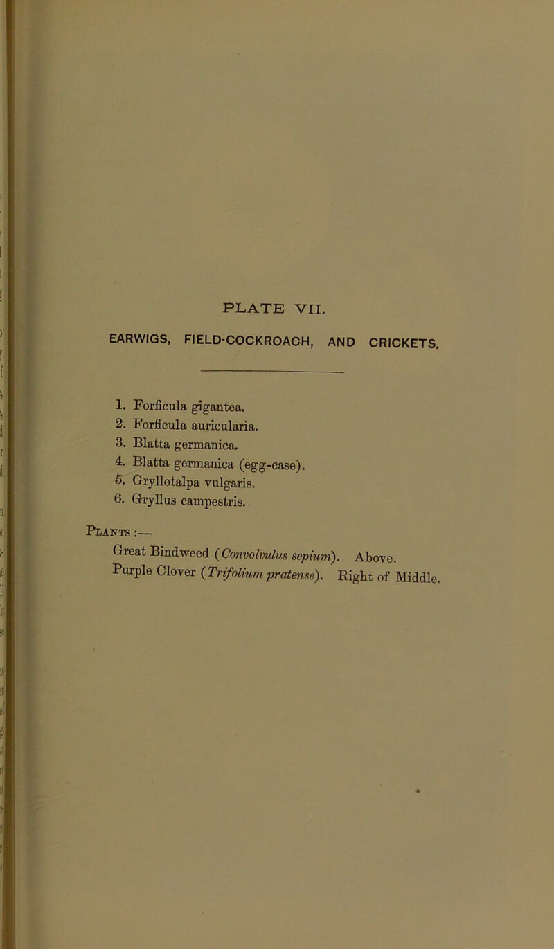 PLATE VII. EARWIGS, FIELD-COCKROACH, AND CRICKETS. 1. Forficula gigantea, 2. Forficula auricularia. 3. Blatta germanica. 4. Blatta germanica (egg-case). 5. Gryllotalpa vulgaris. 6. Gryllus campestris. PiAKTS :— Great Bindweed {^Convolvulus sepiuni). Above. Purple Clover {Trifoliumpratense). Right of Middle.