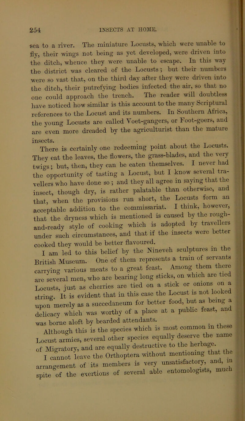 •sea to a river. The miniature Locusts, which were unable to iiy, their wings not being as yet developed, were driven into the ditch, whence they were, unahle to escape. In this way the district was cleared of the Locusts; but their numbers were so vast that, on the third day after they were driven into the ditch, their putrefying bodies infected the air, so that no one could approach the trench. The reader will doubtless have noticed how similar is this account to the many Scriptural references to the Locust and its numbers. In Southern Africa, the young Locusts are called Voet-gangers, or Foot-goers, and are even more dreaded by the agriculturist than the mature insects. • _ There is certainly one redeeming point about the Locusts. They eat the leaves, the flowers, the grass-blades, and the very twigs; but, then, they can be eaten themselves. I never had the opportunity of tasting a Locust, but I -know several tra- vellers who have done so ; and they all agree in saying that the insect, though dry, is rather palatable than otherwise, and that, when the provisions run short, the Locusts form an acceptable addition to the commissariat. I think, however, that the dryness which is mentioned is caused by the rough- and-ready style of cooking which is adopted by travellers under such circumstances, and that if the insects were better cooked they would be better flavorued. I am led to this beUef by the Nineveh sculptures in the British Museum. One of them represents a train of servants carrying various meats to a great feast. Among them there are Lveral men, who are bearing long sticks, on which are tied Locusts, just as cherries are tied on a stick or omons on a strine. It is evident that in this case the Locust is not looked upon merely as a succedaneum for better food, but as being a delicacy which was worthy of a place at a pubhc feast, an was borne aloft by bearded attendants. _ Although this is the species which is most common in these Locust armies, several other species equally deserve the name of Migratory, and are equally destructive to the herbage. I cfnnot leave the Orthoptera without mentioning that . arrangement of its members is very unsatisfactory, an , i spite of the exertions of several able entomologists, much