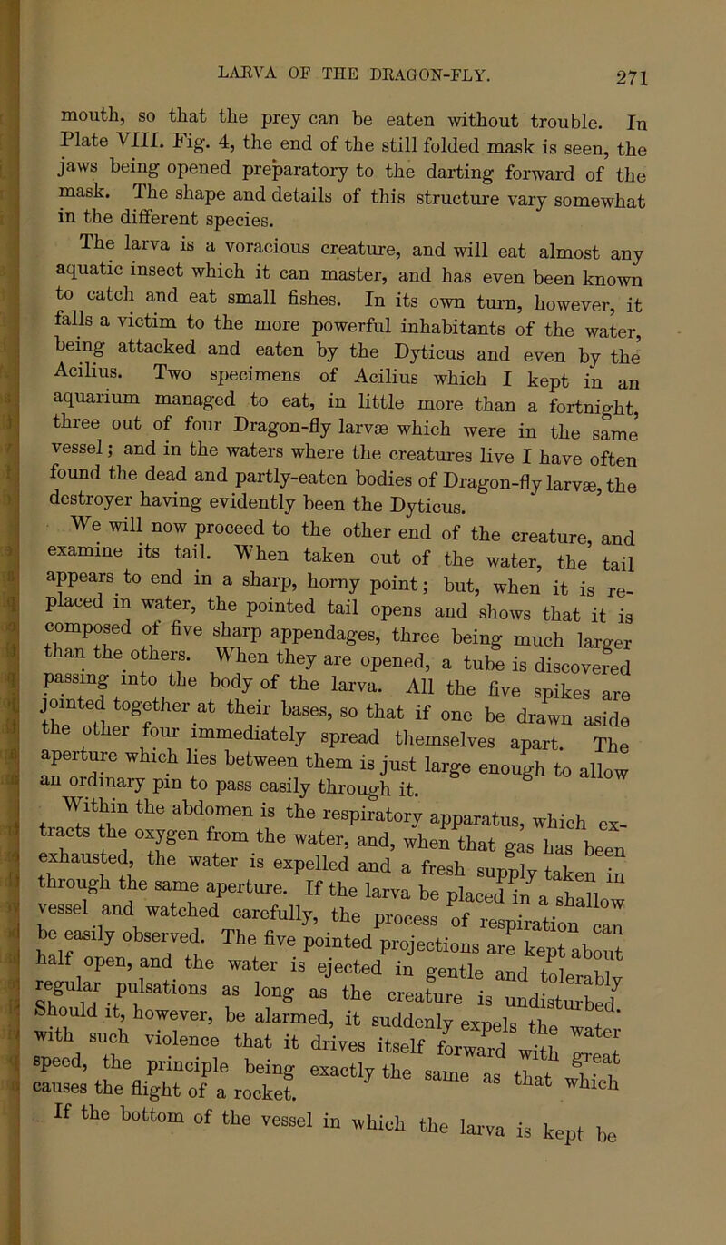 mouth, so that the prey can be eaten without trouble. In Plate VIII. Fig. 4, the end of the still folded mask is seen, the jaws being opened preparatory to the darting forward of the mask. The shape and details of this structure vary somewhat in the diflFerent species. The larva is a voracious creature, and will eat almost any aquatic insect which it can master, and has even been known to catch and eat small fishes. In its own tui-n, however, it falls a victim to the more powerful inhabitants of the water, being attacked and eaten by the Dyticus and even by the Acilius. Two specimens of Acilius which I kept in an aquarium managed to eat, in little more than a fortnight, three out of fom- Dragon-fly larvas which were in the same vessel; and in the waters where the creatures live I have often found the dead and partly-eaten bodies of Dragon-fly larv®, the destroyer having evidently been the Dyticus. We will now proceed to the other end of the creature, and examine its tail. When taken out of the water, the tail apears to end in a sharp, horny point; but, when it is re- placed in water, the pointed tail opens and shows that it is composed ot five sharp appendages, three being much larger than the others. When they are opened, a tube is discovered passing into the body of the larva. All the five spikes are jointed together at their bases, so that if one be drawn aside the other four immediately spread themselves apart. The aperture which lies between them is just large enough to allow an ordinary pm to pass easily through it. ^ Within the abdomen is the respiratory apparatus, which ex- tracts the o.jgen from the water, and, when that gi has been exhausted the water is expelled and a fresh supply taken in through the same aperture. If the larva be placed in a vessel and watched carefully, the process of be easily observed. The five pointed projections are kept about If open, and the water is ejected in gentle and tolerablv Should it, however, be alarmed, it suddenly exnels thA ^ + with »uch violence that it drives itself speed, the principle being exactly the same as that rrioM causes the flight of a rocket. ‘ If the bottom of the vessel in which the larva is kept be