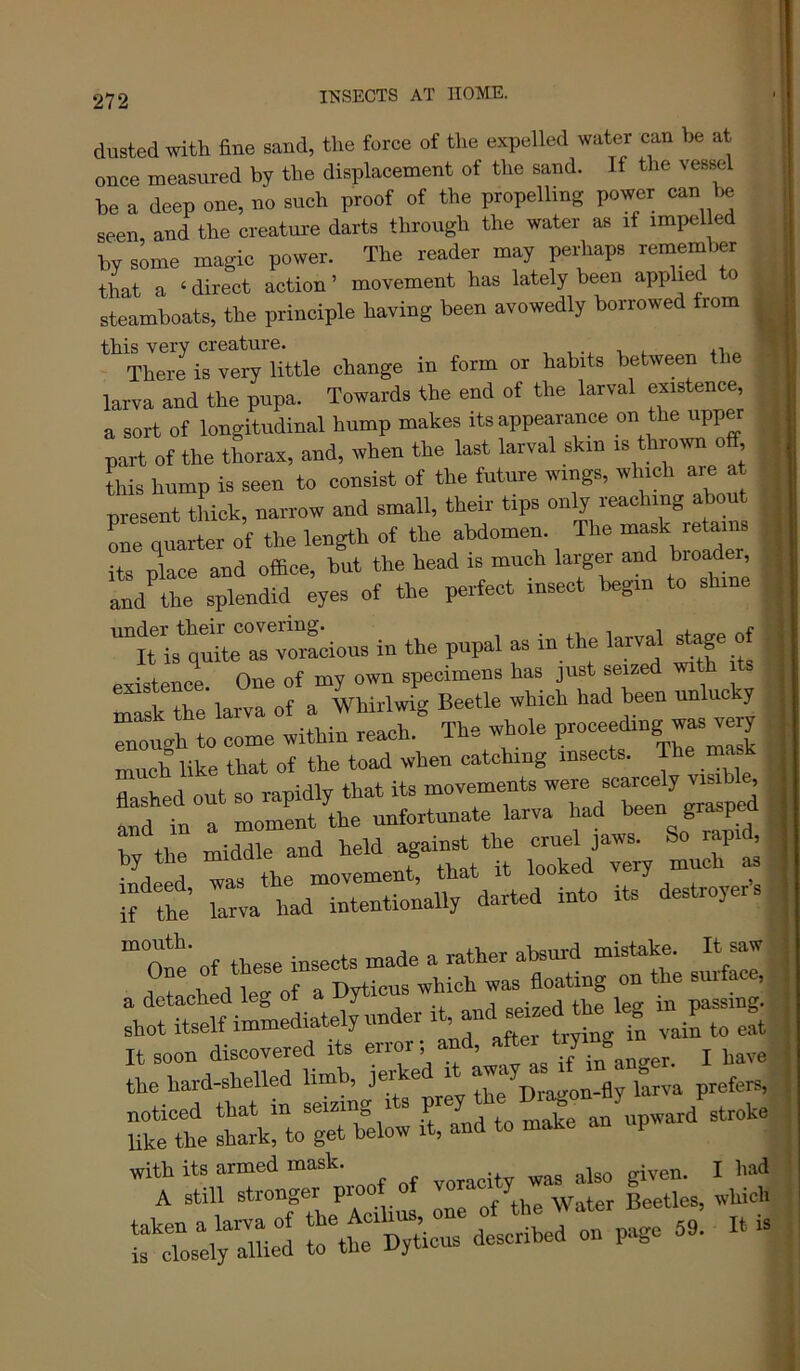 dusted with fine sand, the force of the expelled water can he at once measured by the displacement of the sand. If the vessel be a deep one, no such proof of the propelling power can be seen and the creatui-e darts through the water as if impel ed by some magic power. The reader may perhaps remember that a ‘ direct action ’ movement has lately been applied to steamboats, the principle having been avowedly borrowed from this very creature. . , i-u There is very little change in form or habits between the larva and the pupa. Towards the end of the larval existence, a sort of longitudinal hump makes its appeara^uce on the upper part of the thorax, and, when the last larval skin is thrown off, this hump is seen to consist of the future wings, which are at present thick, narrow and small, their tips only reaching about Ine quarter of the length of the abdomen. The mask reta^ins its place and office, hut the head is much larger and broader, a^ the splendid eyes of the perfect insect begin to shine quLTvtfmous in the pupal as in the larval stage of existeuce. One of my own specimens has just seized with its mask the larva of a Whirlwig Beetle which had been unlucky ■U i- o -mUhiTi reach The whole proceeding was very mS Iffie rt oTlhe toad when catching insects. The rn.sk flashed out so rapidly that its movements and in a moment the unfortunate larva had been graspM hy the middle and held against^the ™eUa«^ S^japi^ if tte rva‘fad“ftStoally darted into its destroyer's “one’ of these insects made a rather absurd mistake. It saw f f lipd leo- of a Dyticus which was floating on the suiface, a detached leg o y -i. aoWpd the lesf in passing, shot itself immediately under to eft stfe rk!r;rbfi: sir^mran w-ke a i«ir“rlgefproof of voracffiy ™ also given n,ad