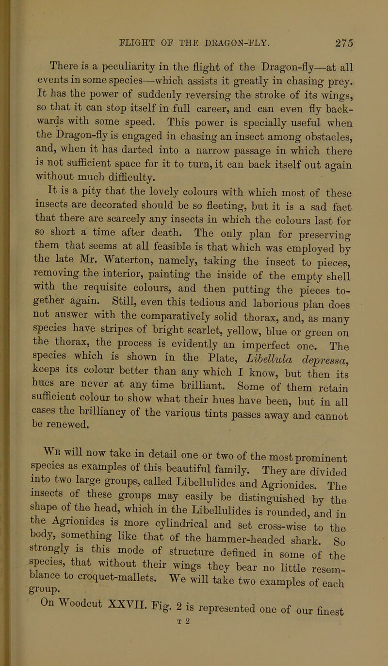 There is a peculiarity in the flight of the Dragon-fly—at all events in some species—which assists it greatly in chasing prey. It has the power of suddenly reversing the stroke of its wings, so that it can stop itself in full career, and can even fly back- wards with some speed. This power is specially useful when the Dragon-fly is engaged in chasing an insect among obstacles, and, when it has darted into a narrow passage in which there is not sufficient space for it to tmm, it can back itself out again without much difficulty. It is a pity that the lovely colours with which most of these insects are decorated should be so fleeting, but it is a sad fact that there are scarcely any insects in which the colours last for so short a time after death. The only plan for preserving them that seems at all feasible is that which was employed by the late Mr. Waterton, namely, taking the insect to pieces, removing the interior, painting the inside of the empty shell with the requisite colom-s, and then putting the pieces to- gether again. Still, even this tedious and laborious plan does not answer with the comparatively solid thorax, and, as many species have stripes of bright scarlet, yellow, blue or green on the thorax, the process is evidently an imperfect one. The species^ which is shown in the Plate, Lihellula depressa, keeps its colom- better than any which I know, but then its hues are never at any time brilliant. Some of them retain sufficient colour to show what their hues have been, but in all cases the brilliancy of the various tints passes away and cannot be renewed. We will now take in detail one or two of the most prominent species as examples of this beautiful family. They are divided into two large groups, called Libellulides and Agrionides. The insects of these groups may easily be distinguished by the shape of the head, which in the Libellulides is rounded, and in the Agrionides is more cylindrical and set cross-wise to the body, something like that of the hammer-headed shark. So strongly is this mode of structure defined in some of the species, that without their wings they bear no little resem- blance to croquet-mallets. We will take two examples of each group. ^ On Woodcut XXVII. Fig. 2 is represented one of our finest