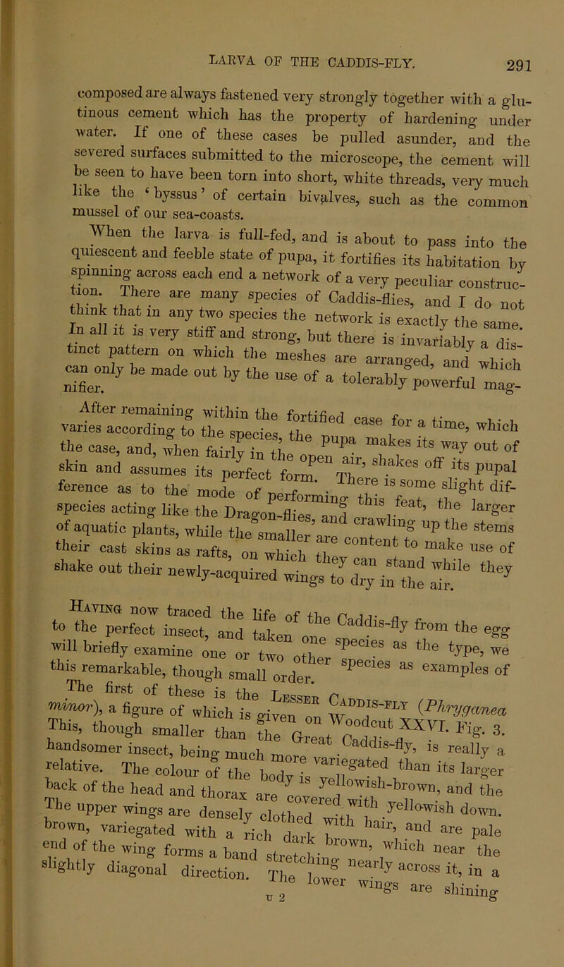 LARVA OF THE CADDIS-FLY. composed are always fastened very strongly together with a glu- tinous cement which has the property of hardening under water. If one of these cases be pulled asunder, and the severed surfaces submitted to the microscope, the cement will be seen to have been torn into short, white threads, very much ike the ‘ byssus ’ of certain bivalves, such as the common mussel of oiu' sea-coasts. When the larva is full-fed, and is about to pass into the quiescent and feeble state of pupa, it fortifies its habitation bv spinning across each end a network of a very peculiar coustruo- t \ I r Caddis-flies, and I do not think that in any two species the network is exactly the same In all It IS very stiff and strong, but there is iuvaffably a dis' tmct pattern on which the meshes are arranged, and^ which ean^only be made out by the use of a tolerabl/po^erM 1:;. the case, and, 4en faMr/u tl’ »f ^kin and assumes its pe4„t form^mT’ P?' ferenee as to the mode of performing species acting like the Drao-nn ^ larger of aquatic plants, while the smalle^’ crawling up the stems their cast skins ’as shake out their newly-acquired wings to ^in^e to the perfecl Wt^ a^d tlk Caddis-fly from the egg will briefly examine one or twrotW this remarkable, though small order. examples of The first of these is the Lesst?!? Pm minor), a figure of which is given on W I This, though smaller than fhe Great Cadfr fl ^^’ handsomer insect, beinff much irrm Caddis-fly, is really a relative. The colour of the hodv^ '^^^jegated than its larger hack of the head and thorax are lot and the The upper wings are Sensei ^ brown, variegated with a rich dark bro end of the wing forms a band stretchi, ’ slightly diagonal direction, te. across it, in a V 2 wings are sliining