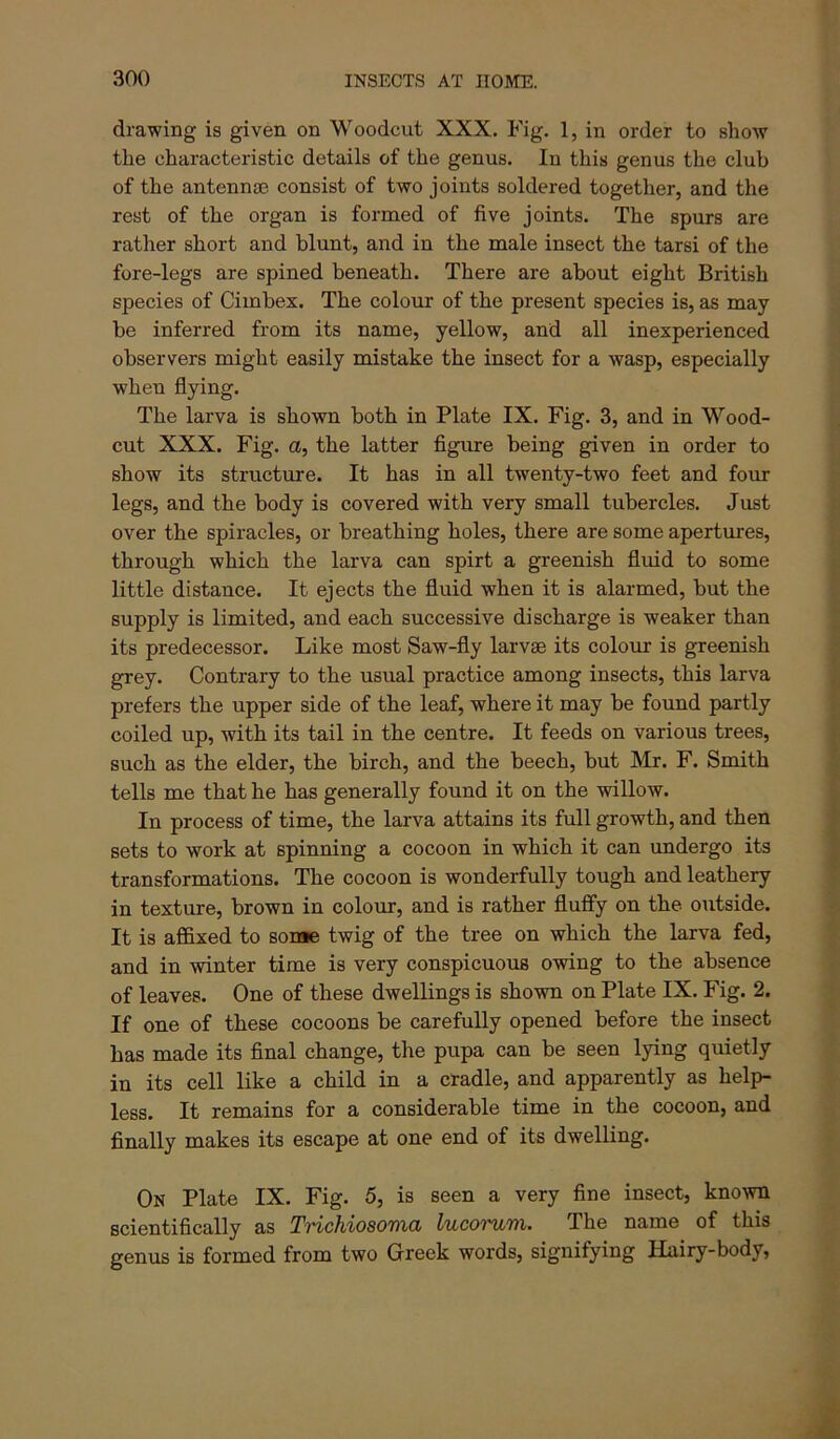 drawing is given on Woodcut XXX. Fig, 1, in order to show the characteristic details of the genus. In this genus the club of the antennse consist of two joints soldered together, and the rest of the organ is formed of five joints. The spurs are rather short and blunt, and in the male insect the tarsi of the fore-legs are spined beneath. There are about eight British species of Cimbex. The colour of the present species is, as may be inferred from its name, yellow, and all inexperienced observers might easily mistake the insect for a wasp, especially when flying. The larva is shown both in Plate IX. Fig. 3, and in Wood- cut XXX. Fig. a, the latter figure being given in order to show its structure. It has in all twenty-two feet and four legs, and the body is covered with very small tubercles. Just over the spiracles, or breathing holes, there are some apertures, through which the larva can spirt a greenish fluid to some little distance. It ejects the fluid when it is alarmed, but the supply is limited, and each successive discharge is weaker than its predecessor. Like most Saw-fly larvae its colour is greenish grey. Contrary to the usual practice among insects, this larva prefers the upper side of the leaf, where it may be found partly coiled up, with its tail in the centre. It feeds on various trees, such as the elder, the birch, and the beech, but Mr. F. Smith tells me that he has generally found it on the willow. In process of time, the larva attains its full growth, and then sets to work at spinning a cocoon in which it can imdergo its transformations. The cocoon is wonderfully tough and leathery in texture, brown in colour, and is rather fluffy on the outside. It is affixed to sonae twig of the tree on which the larva fed, and in winter time is very conspicuous owing to the absence of leaves. One of these dwellings is shown on Plate IX. Fig. 2. If one of these cocoons be carefully opened before the insect has made its final change, the pupa can be seen lying quietly in its cell like a child in a cradle, and apparently as help- less. It remains for a considerable time in the cocoon, and finally makes its escape at one end of its dwelling. On Plate IX. Fig. 5, is seen a very fine insect, known scientifically as Tvichiosoinui Iucot^th. The name of this genus is formed from two Grreek words, signifying Hairy-body,