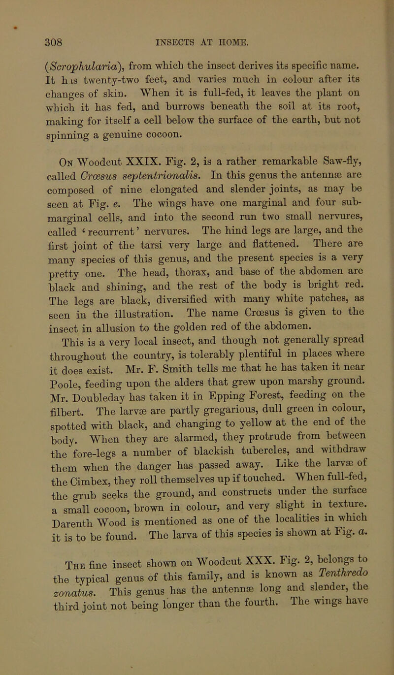 (Sci'ophularia), from wliich the insect derives its specific name. It h is twenty-two feet, and varies much in colour after its changes of skin. When it is full-fed, it leaves the plant on which it has fed, and burrows beneath the soil at its root, making for itself a cell below the surface of the earth, but not spinning a genuine cocoon. On Woodcut XXIX. Fig. 2, is a rather remarkable Saw-fly, called Croesus septentrioncdis. In this genus the antennae are composed of nine elongated and slender joints, as may be seen at Fig. e. The wings have one marginal and four sub- marginal cells, and into the second run two small nervures, called ‘ recurrent ’ nervures. The hind legs are large, and the first joint of the tarsi very large and flattened. There are many species of this genus, and the present species is a very pretty one. The head, thorax, and base of the abdomen are black and shining, and the rest of the body is bright red. The legs are black, diversified with many white patches, as seen in the illustration. The name Croesus is given to the insect in allusion to the golden red of the abdomen. This is a very local insect, and though not generally spread throughout the country, is tolerably plentiful in places where it does exist. IMr. F. Smith tells me that he has taken it near Poole, feeding upon the alders that grew upon marshy ground. Mr. Doubleday has taken it in Epping Forest, feeding on the filbert. The larvae are partly gregarious, dull green in colour, spotted with black, and changing to yellow at the end of the body. When they are alarmed, they protrude from between the fore-legs a number of blackish tubercles, and withdraw them when the danger has passed away. Like the larvae of the Cimbex, they roll themselves up if touched. When full-fed, the grub seeks the ground, and constructs under the surface a small cocoon, brown in colour, and very slight in texture. Darenth Wood is mentioned as one of the localities in which it is to be found. The larva of this species is shown at Fig. a. The fine insect shown on Woodcut XXX. Fig. 2, belongs to the typical genus of this family, and is known as Tenthredo zonatus. This genus has the antennae long and slender, the third joint not being longer than the fourth. The wings have
