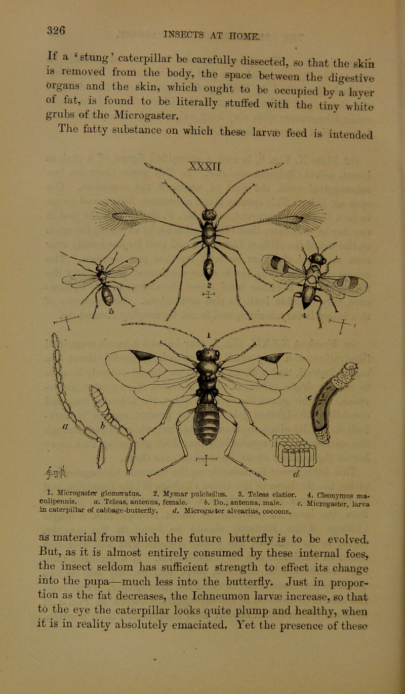 INSECTS AT noiVIE. If a ‘stung’ caterpillar be carefully dissected, so that the skin 18 removed from the body, the space between the digestive organs and the skin, which ought to be occupied by a layer of fat, IS found to be literally stuffed with the tiny white grubs of the Microgaster. The fatty substance on which these larvas feed is intended 1. Microgaster glomeratns. 2. Mymar pulchellus. 3. Teleas elatior. 4. Cleonymns ma- culipenuis. a. Teleas, antenna, female. b. Do., antenna, male. c. Microgaster, larva in caterpillar of cabbage-butterfly, d, Microgaster alvearius, cocoons. as material from which the future butterfly is to be evolved. But, as it is almost entirely consumed by these internal foes, the insect seldom has sufficient strength to effect its change into the pupa—much less into the butterfly. Just in propor- tion as the fat decreases, the Ichneumon larvas increase, so that to the eye the caterpillar looks quite plump and healthy, when it is in reality absolutely emaciated. Yet the presence of these