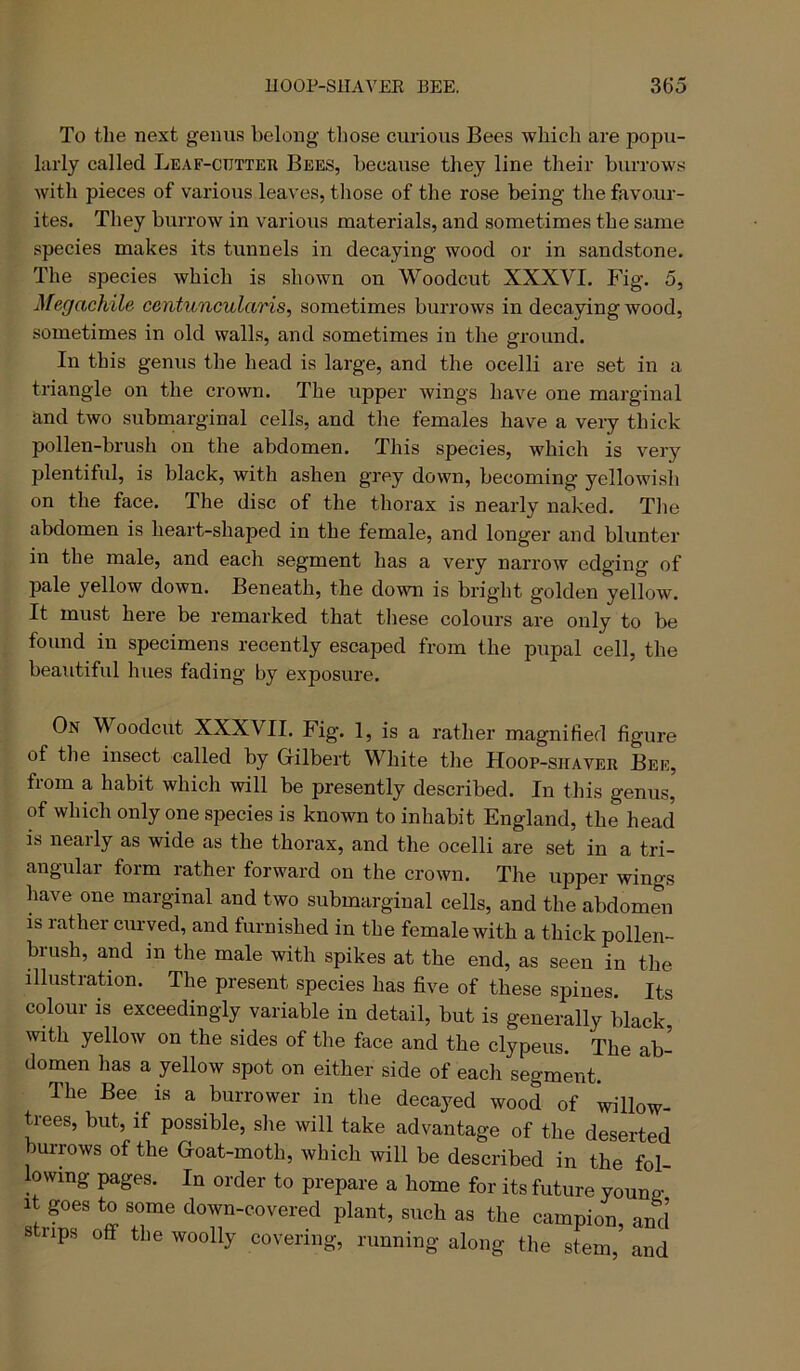 To the next genus belong tliose curious Bees which are popxi- larly called Leaf-cutter Bees, because they line their burrows with pieces of various leaves, tliose of the rose being the favour- ites. They burrow in various materials, and sometimes the same species makes its tunnels in decaying wood or in sandstone. The species which is shown on Woodcut XXXVI. Fig. 5, Megachile contuncularis, sometimes burrows in decaying wood, sometimes in old walls, and sometimes in the ground. In this genus the head is large, and the ocelli are set in a triangle on the crown. The upper wings have one marginal and two submarginal cells, and the females have a very thick pollen-brush on the abdomen. This species, which is very plentiful, is black, with ashen grey down, becoming yellowish on the face. The disc of the thorax is nearly naked. The abdomen is heart-shaped in the female, and longer and blunter in the male, and each segment has a very narrow edging of pale yellow down. Beneath, the down is bright golden yellow. It must here be remarked that these colours are only to be found in specimens recently escaped from the pupal cell, the beautiful hues fading by exposure. On Woodcut XXXVII. Fig. 1, is a rather magnified figure of the insect called by Gilbert White the Hoop-shaver Bee, fiom a habit which will be presently described. In this genus, of which only one species is known to inhabit England, the head is nearly as wide as the thorax, and the ocelli are set in a tri- angular form rather forward on the crown. The upper wings have one marginal and two submarginal cells, and the abdomen IS rather cxirved, and furnished in the female with a thick pollen- brush, and in the male with spikes at the end, as seen in the illustration. The present species has five of these spines. Its colour is exceedingly variable in detail, but is generally black with yellow on the sides of the face and the clypeus. The ab- domen has a yellow spot on either side of each segment. The Bee is a burrower in the decayed wood of willow- trees, but, if possible, she will take advantage of the deserted burrows of the Goat-moth, which will be described in the fol- lowing pages. In order to prepare a home for its future youno- It goes to some down-covered plant, such as the campion and strips off the woolly covering, running along the stem,’ and
